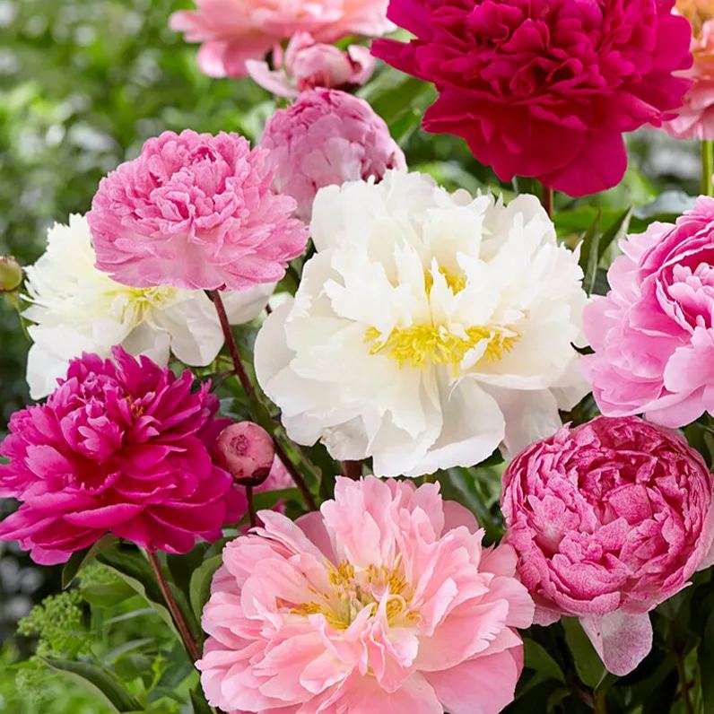 Peony collection 'Colourburst'