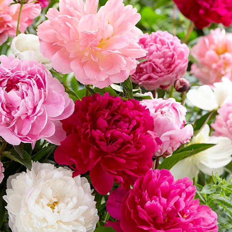 Peony collection 'Colourburst'