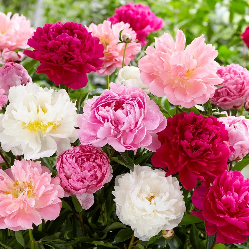 Peony collection 'Colourburst'