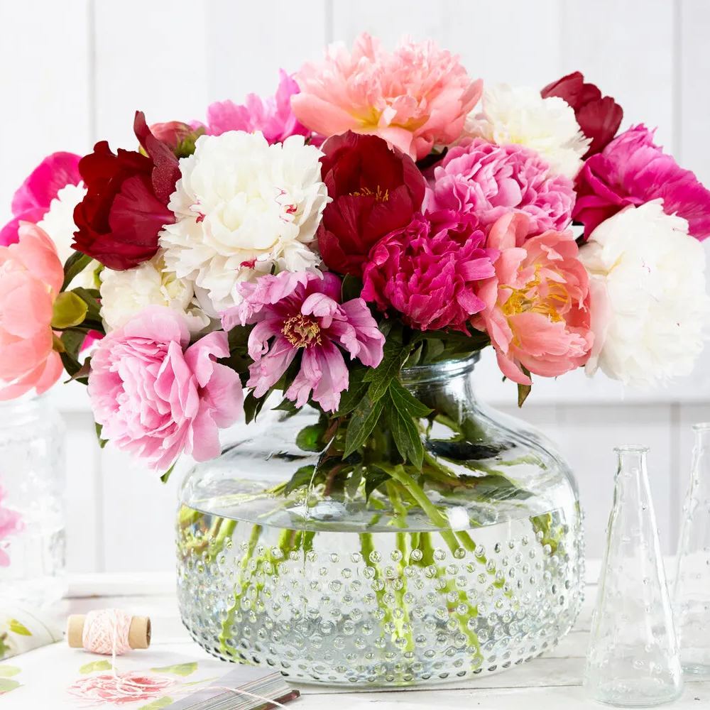 Peony collection 'Colourburst'