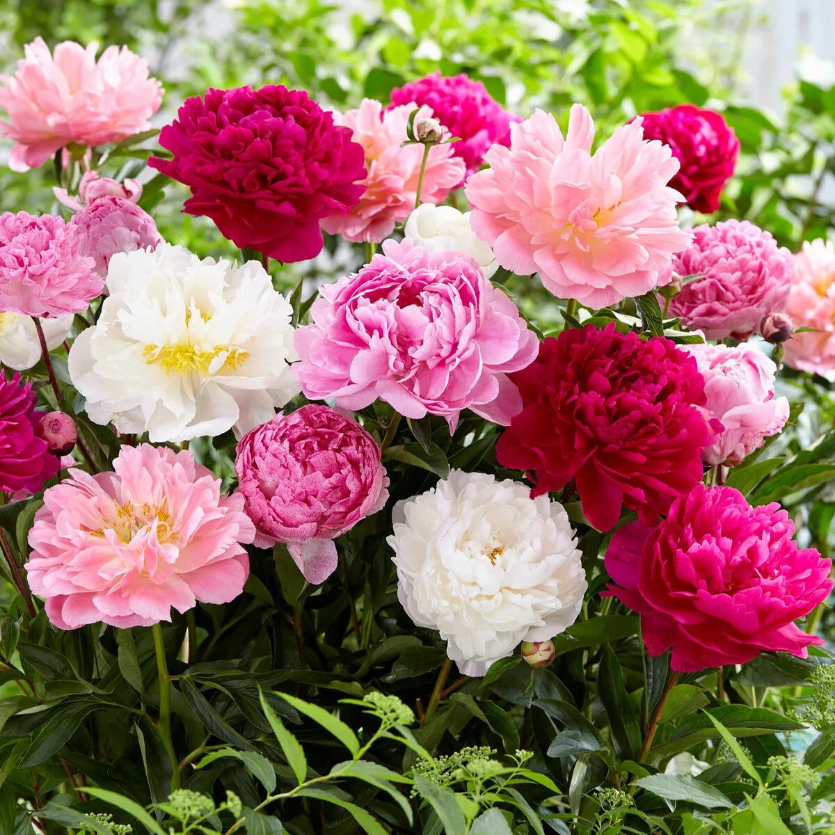 Peony collection 'Colourburst'