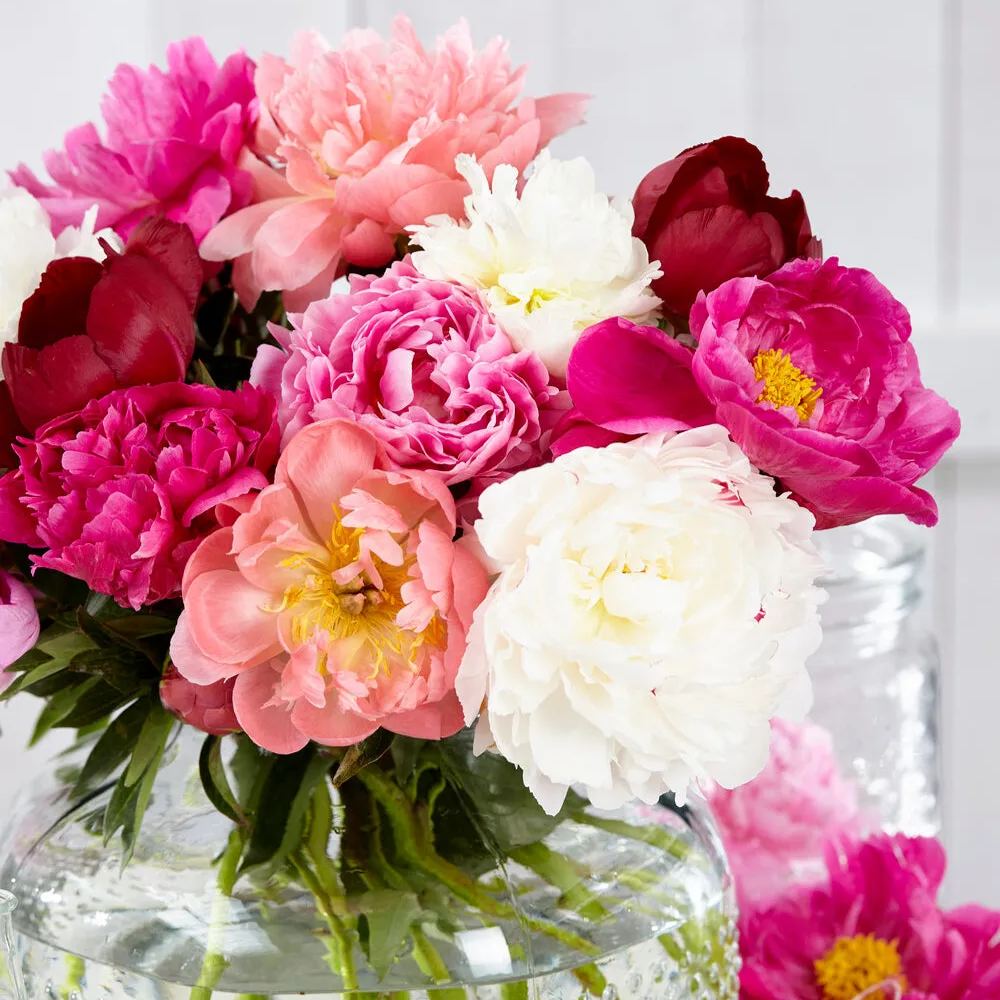 Peony collection 'Colourburst'