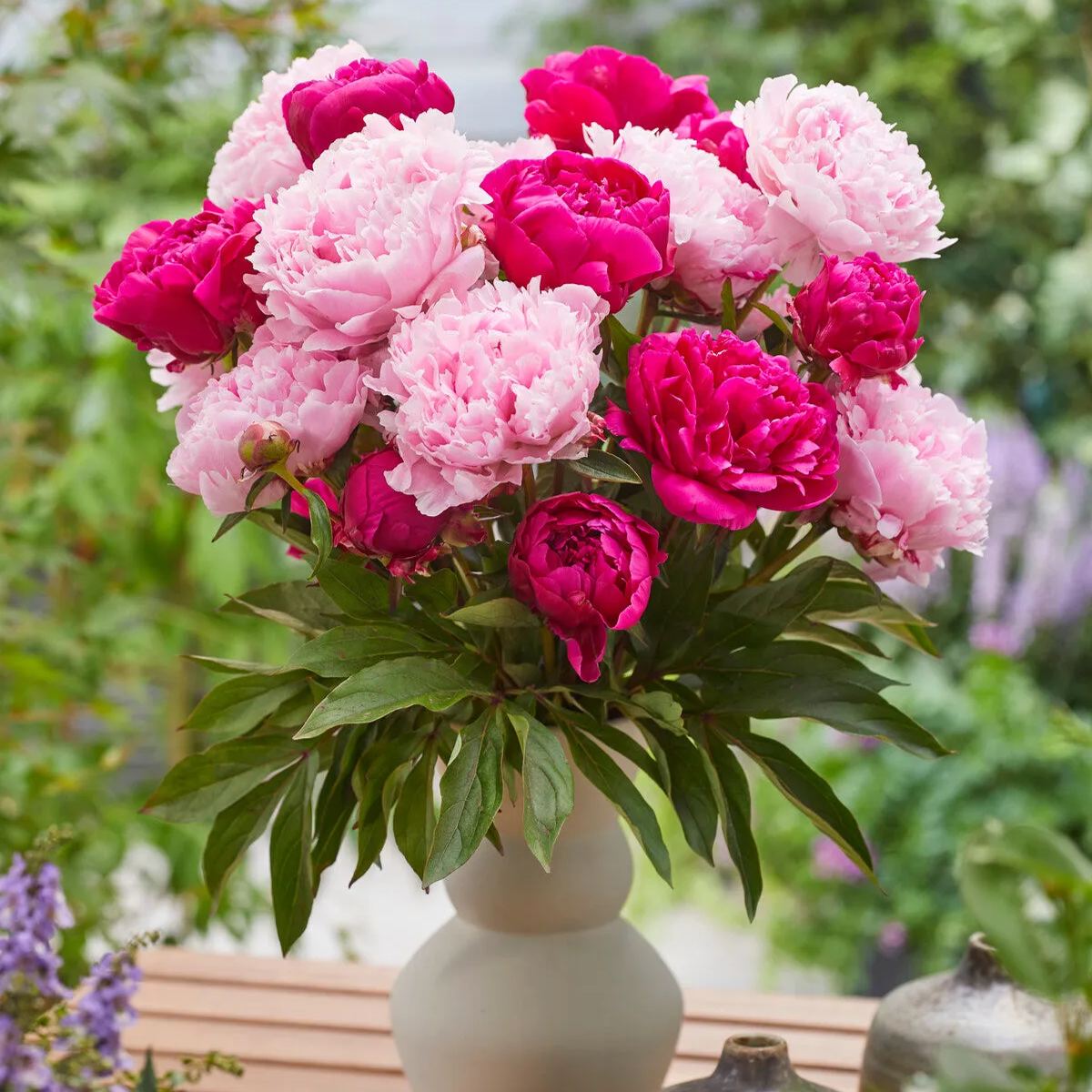 Peony 'Red Sarah Bernhardt'