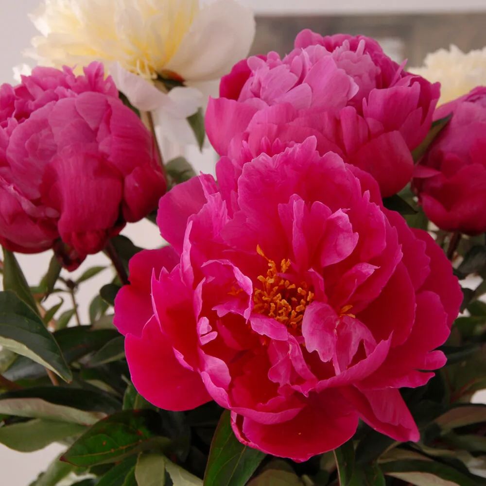Peony 'Red Sarah Bernhardt'
