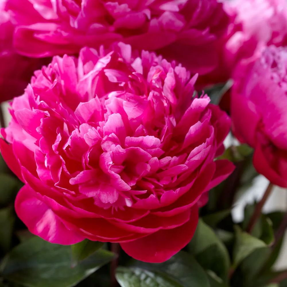 Peony 'Red Sarah Bernhardt'