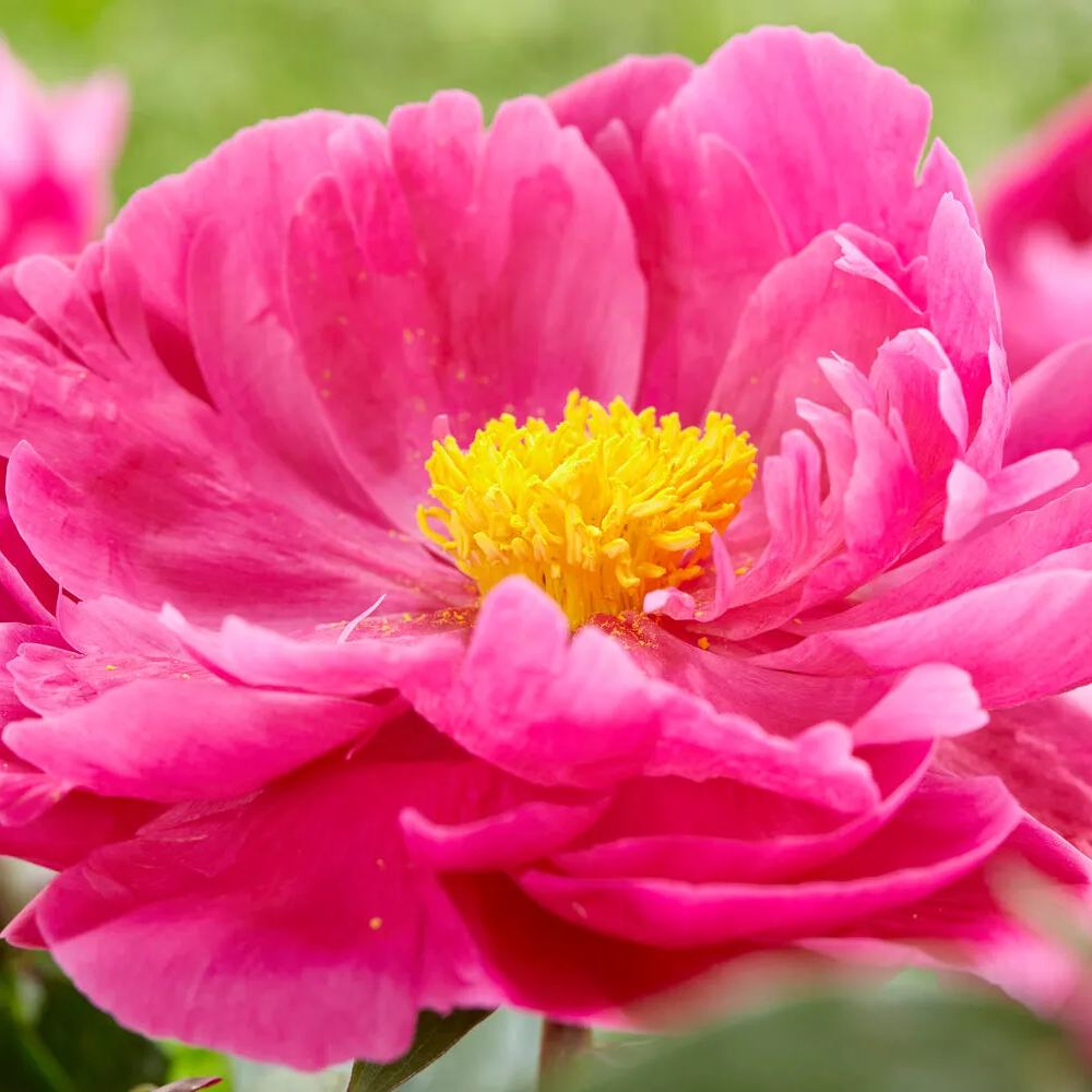 Peony 'Red Sarah Bernhardt'