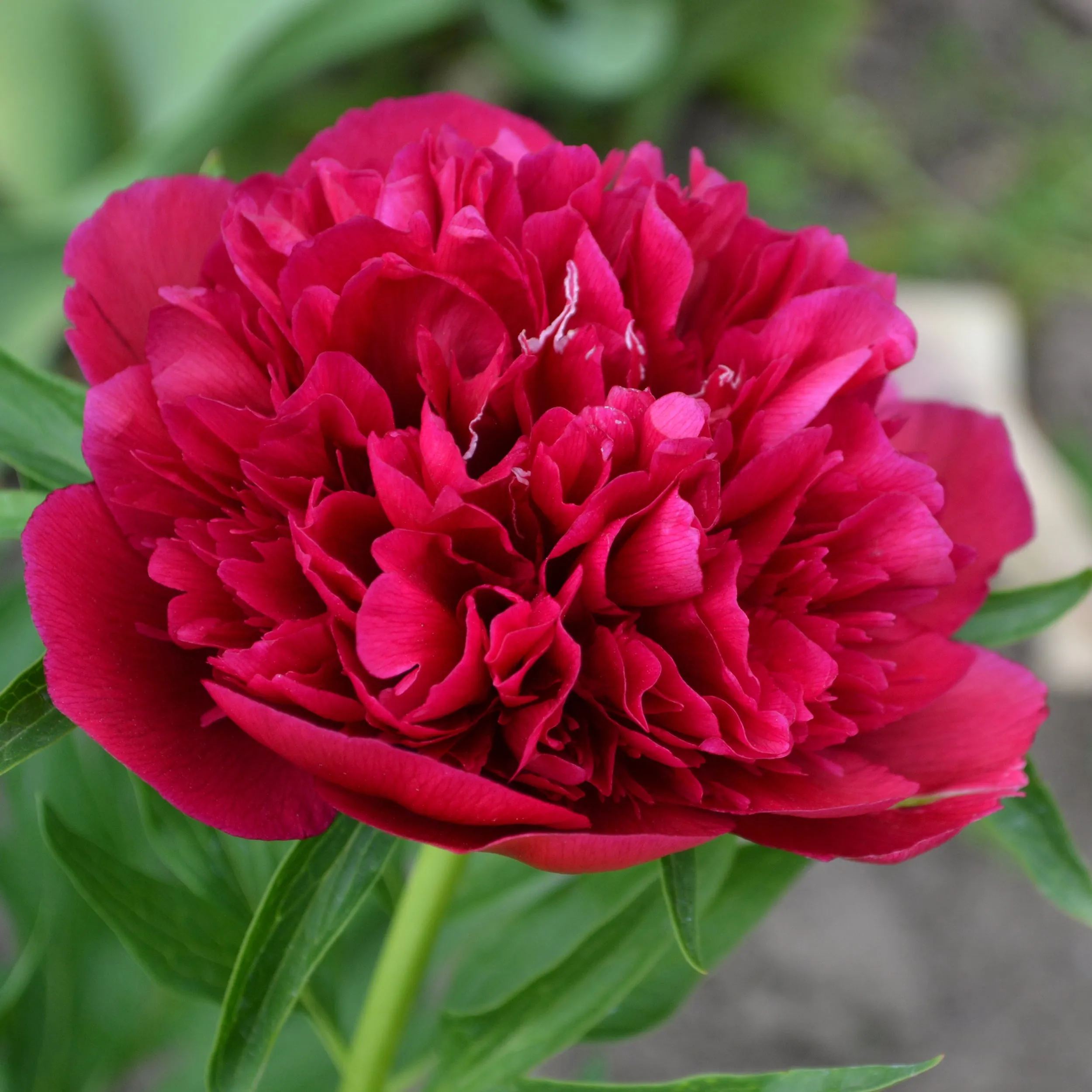 Peony 'Red Sarah Bernhardt'