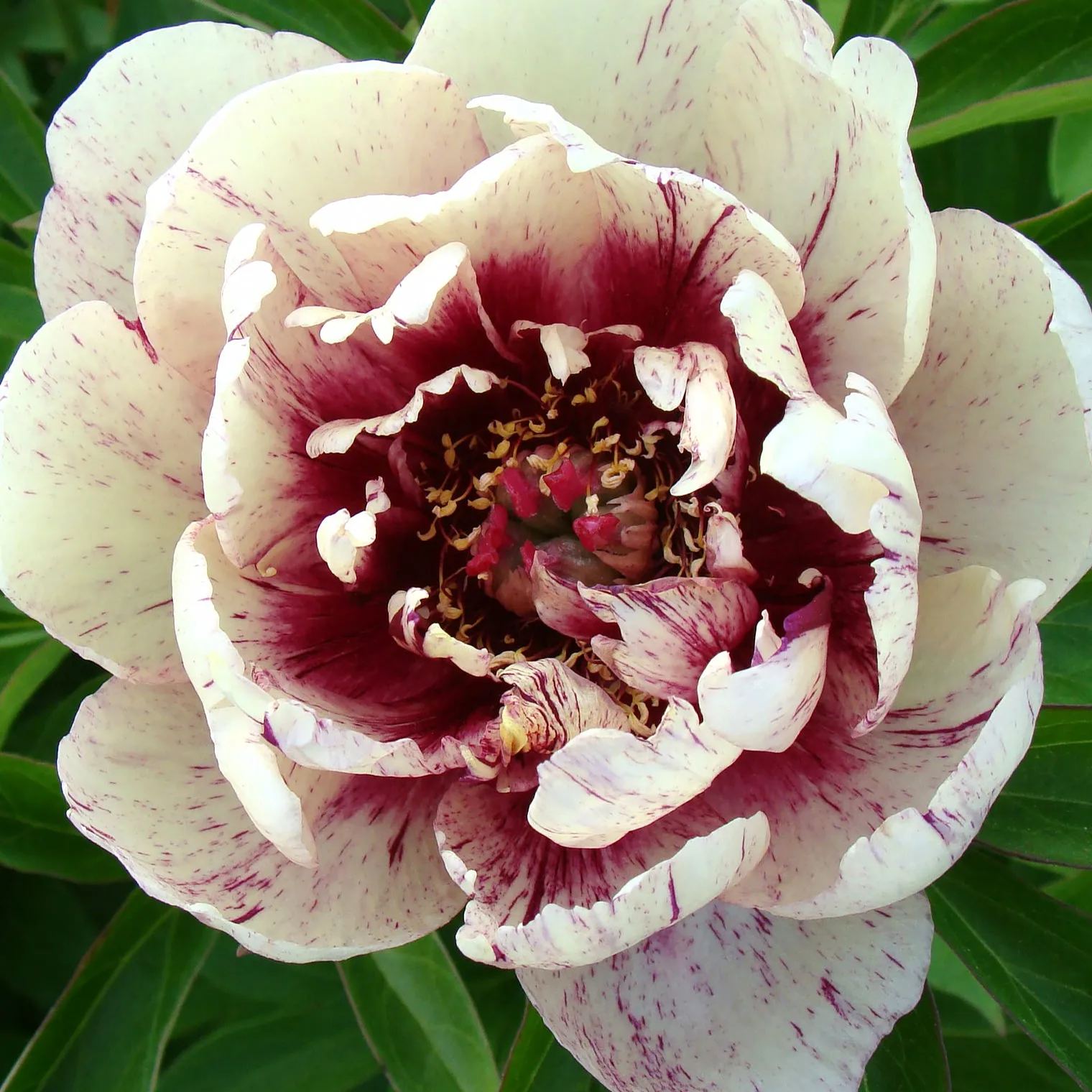 Peony 'All that Jazz'