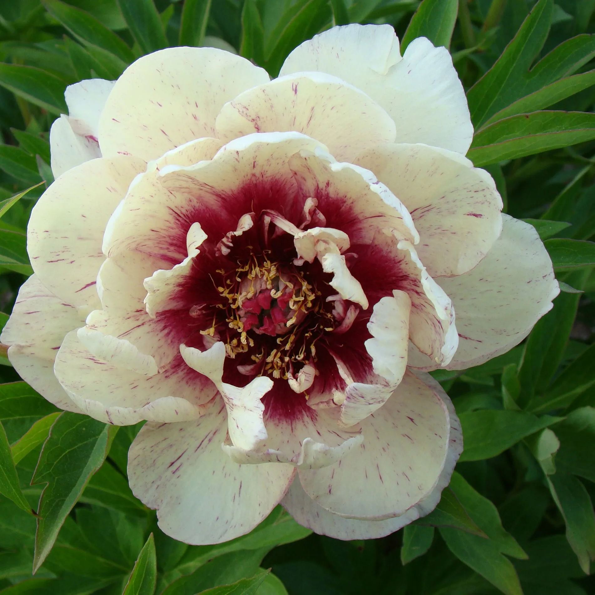 Peony 'All that Jazz'