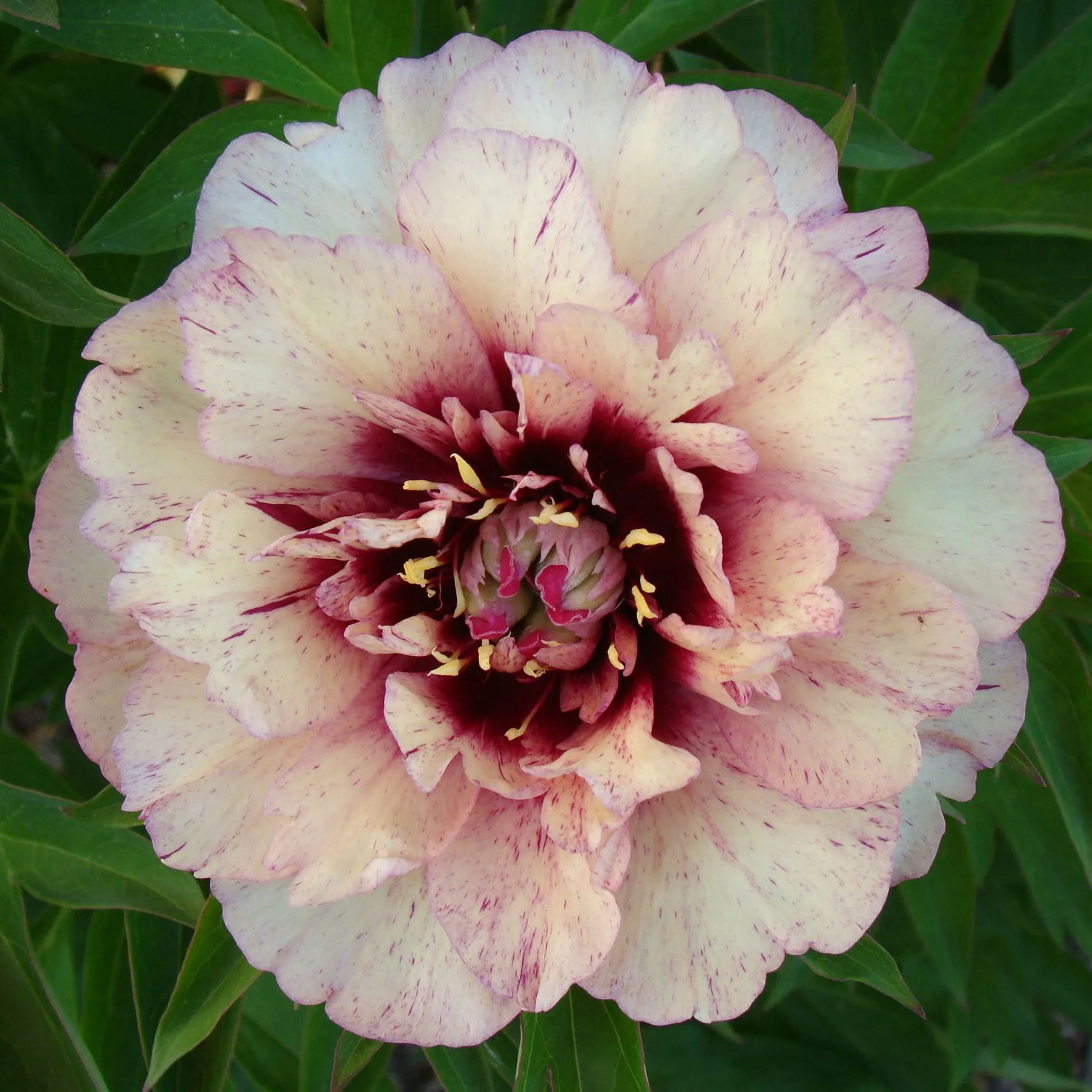 Peony 'All that Jazz'