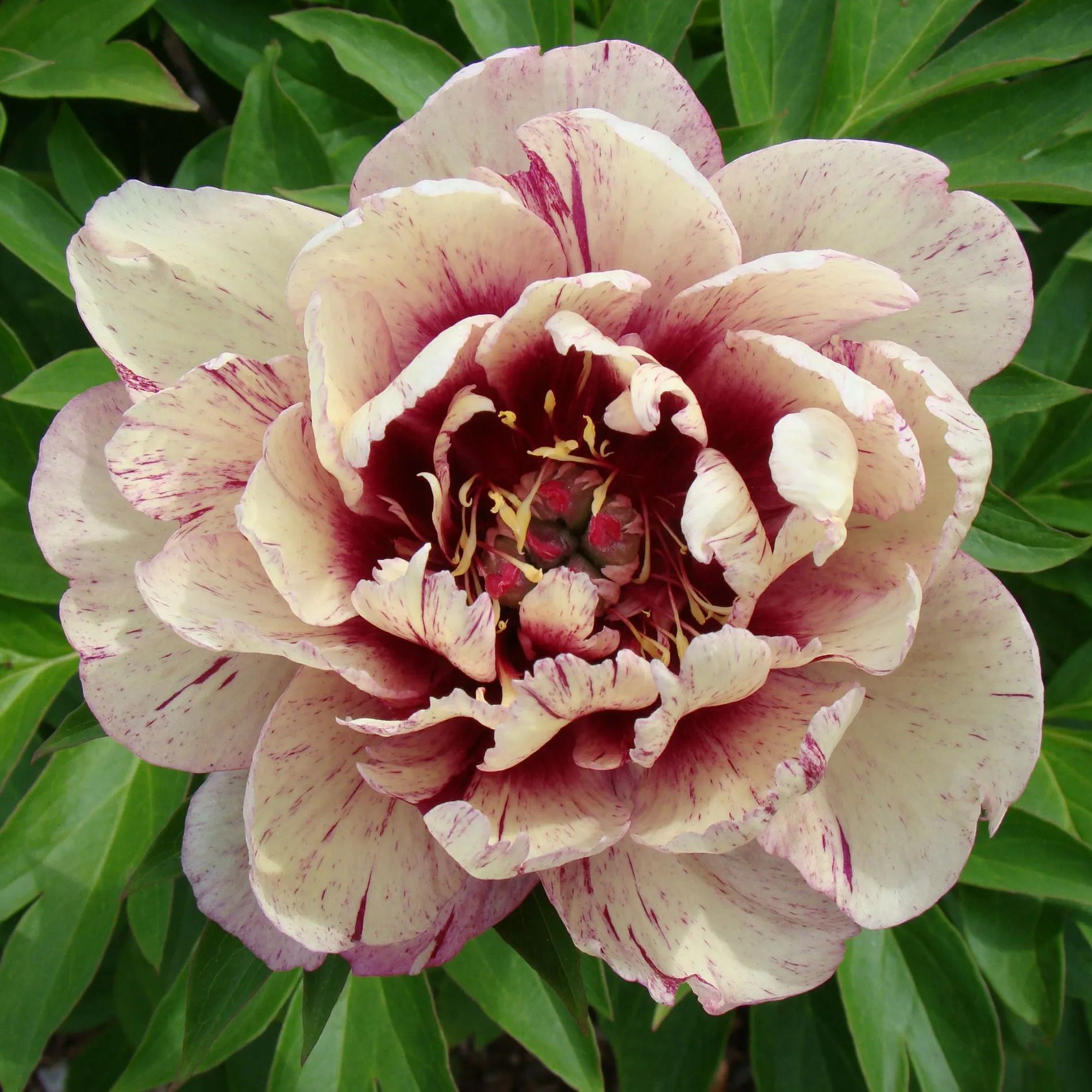 Peony 'All that Jazz'