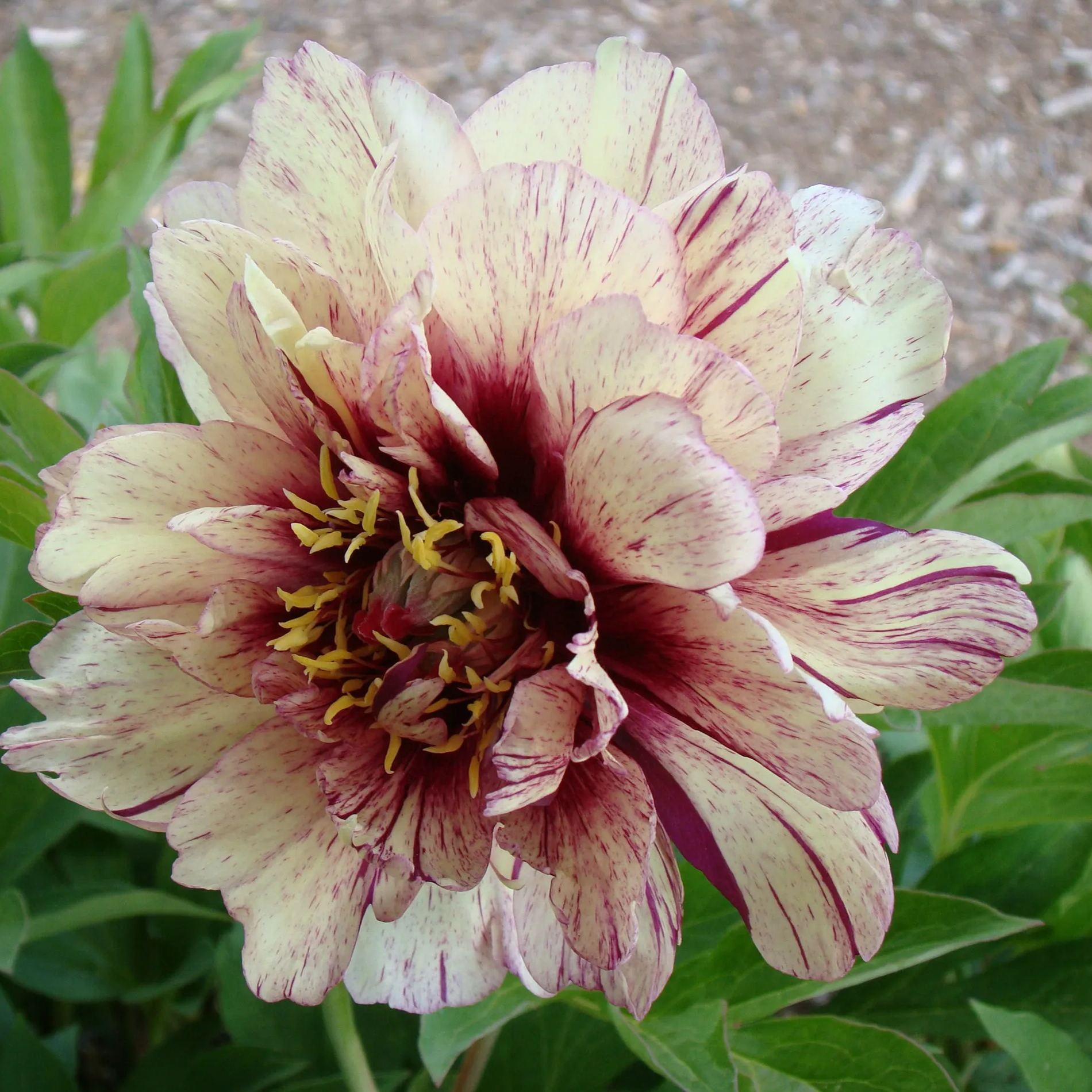 Peony 'All that Jazz'