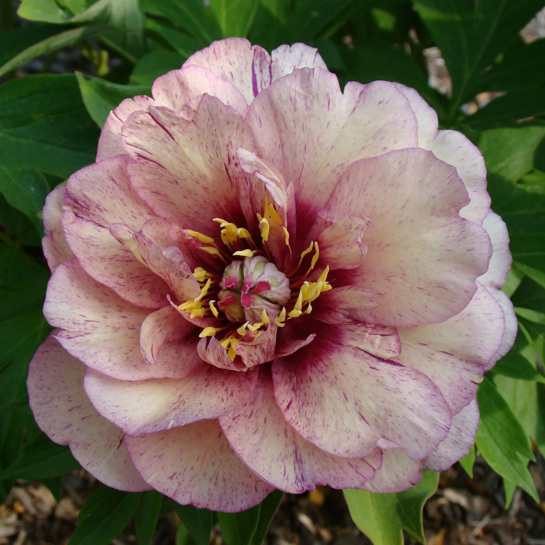 Peony 'All that Jazz'