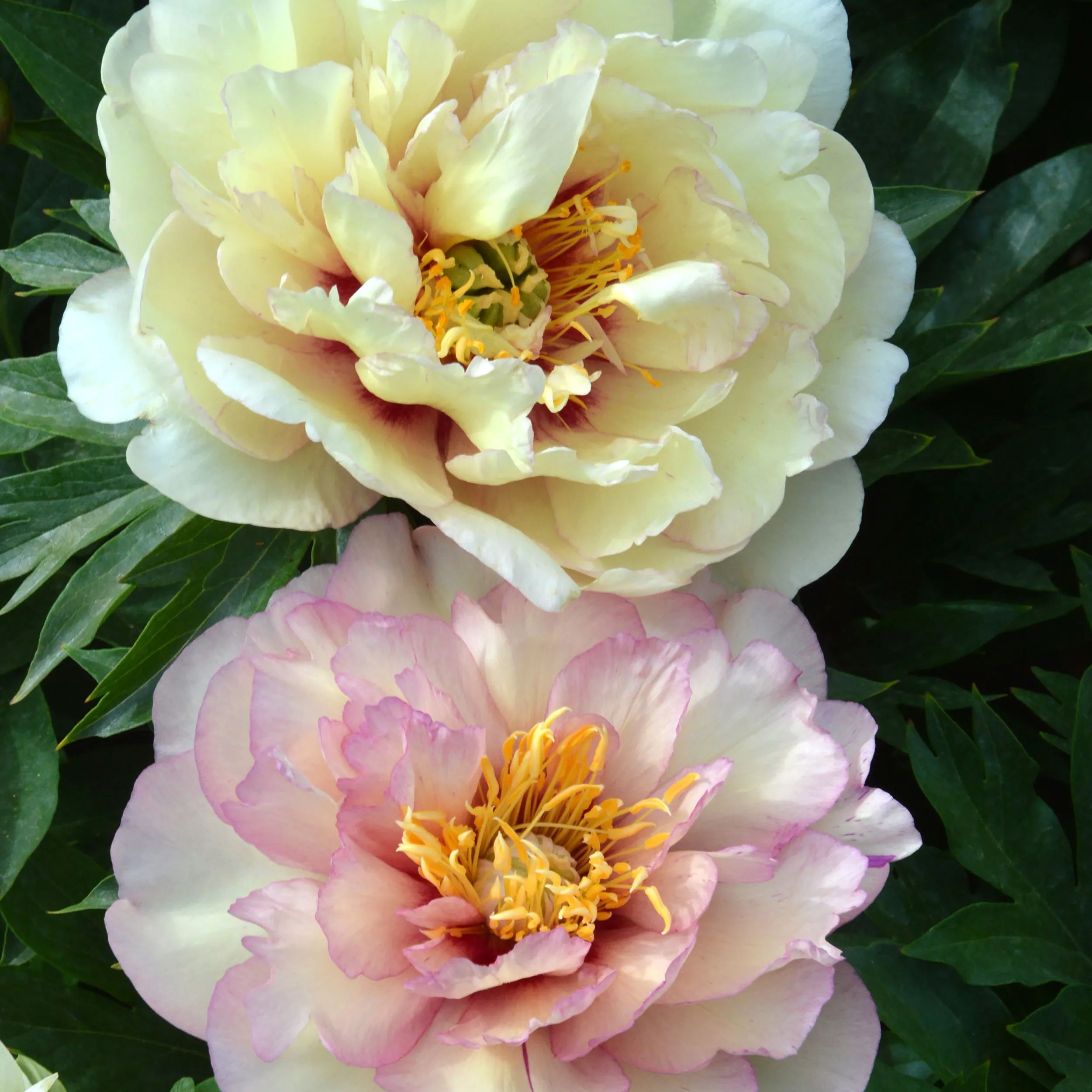 Peony 'Scrumdiddlyumptious'