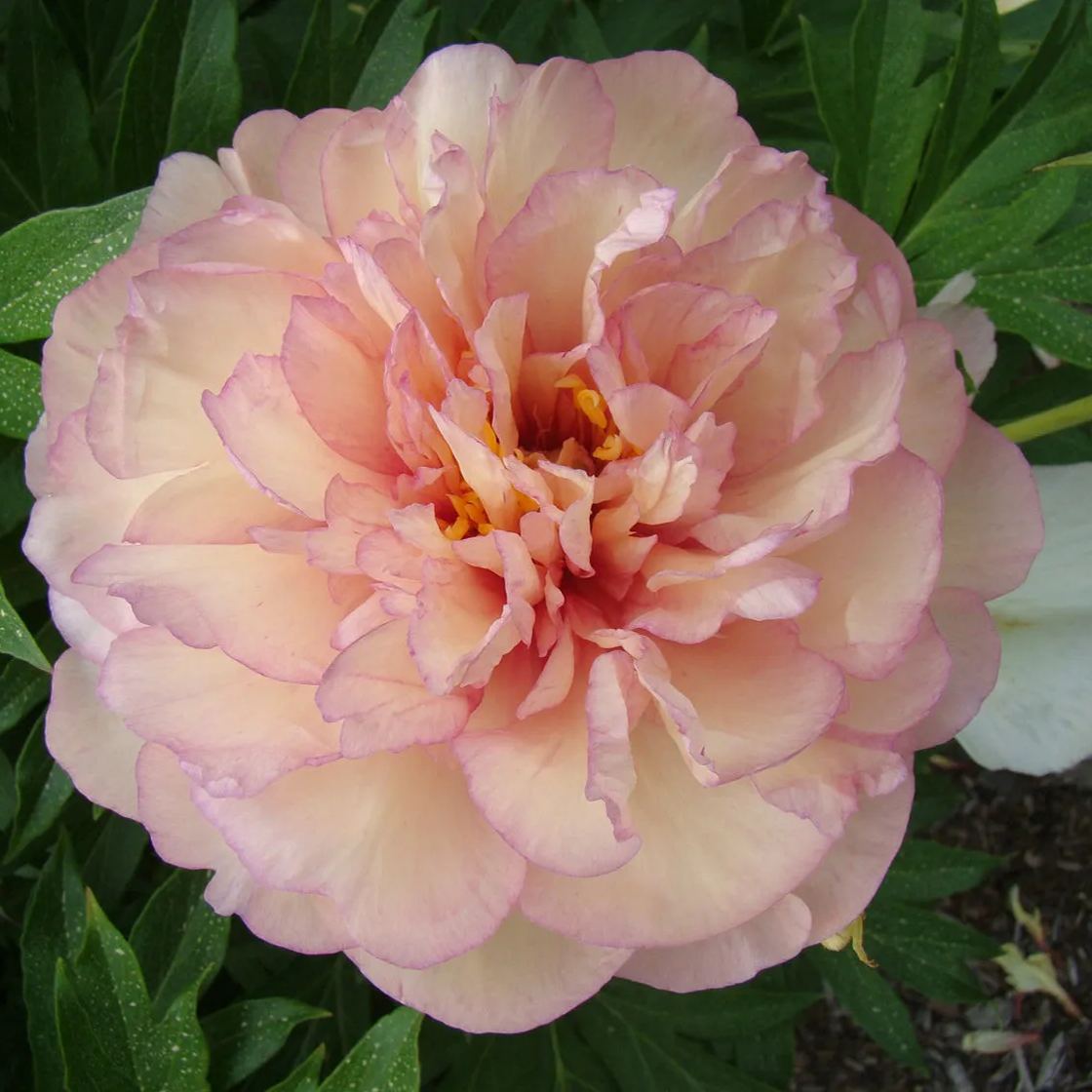 Peony 'Scrumdiddlyumptious'