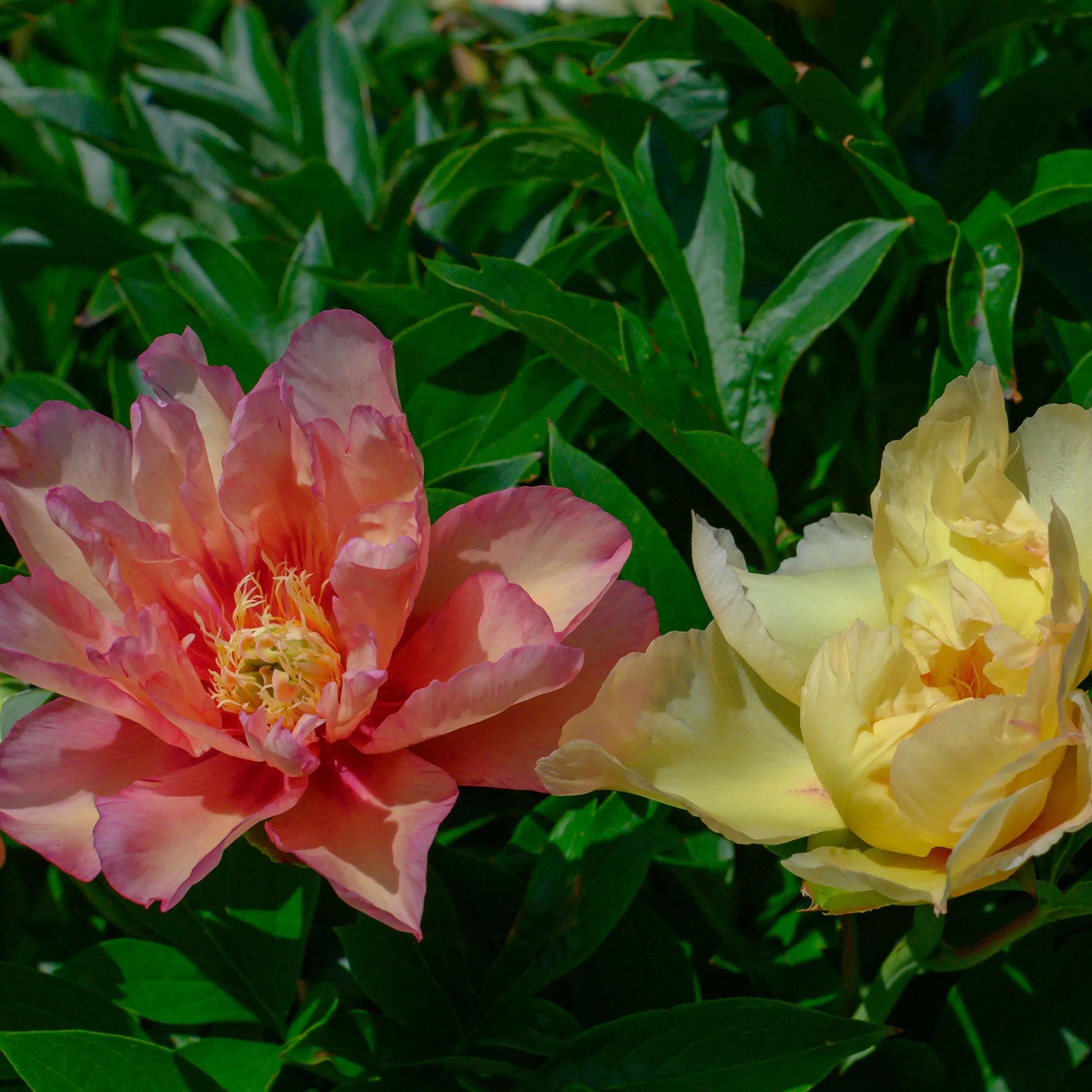 Peony 'Scrumdiddlyumptious'