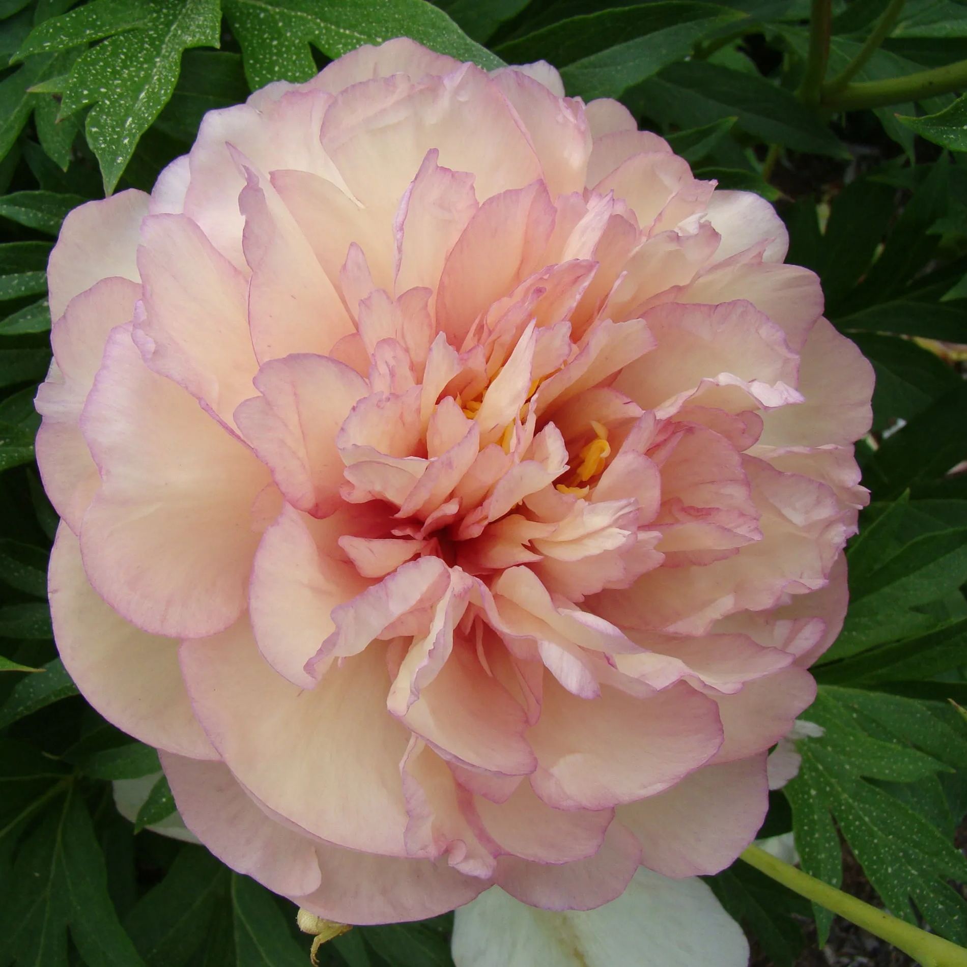 Peony 'Scrumdiddlyumptious'