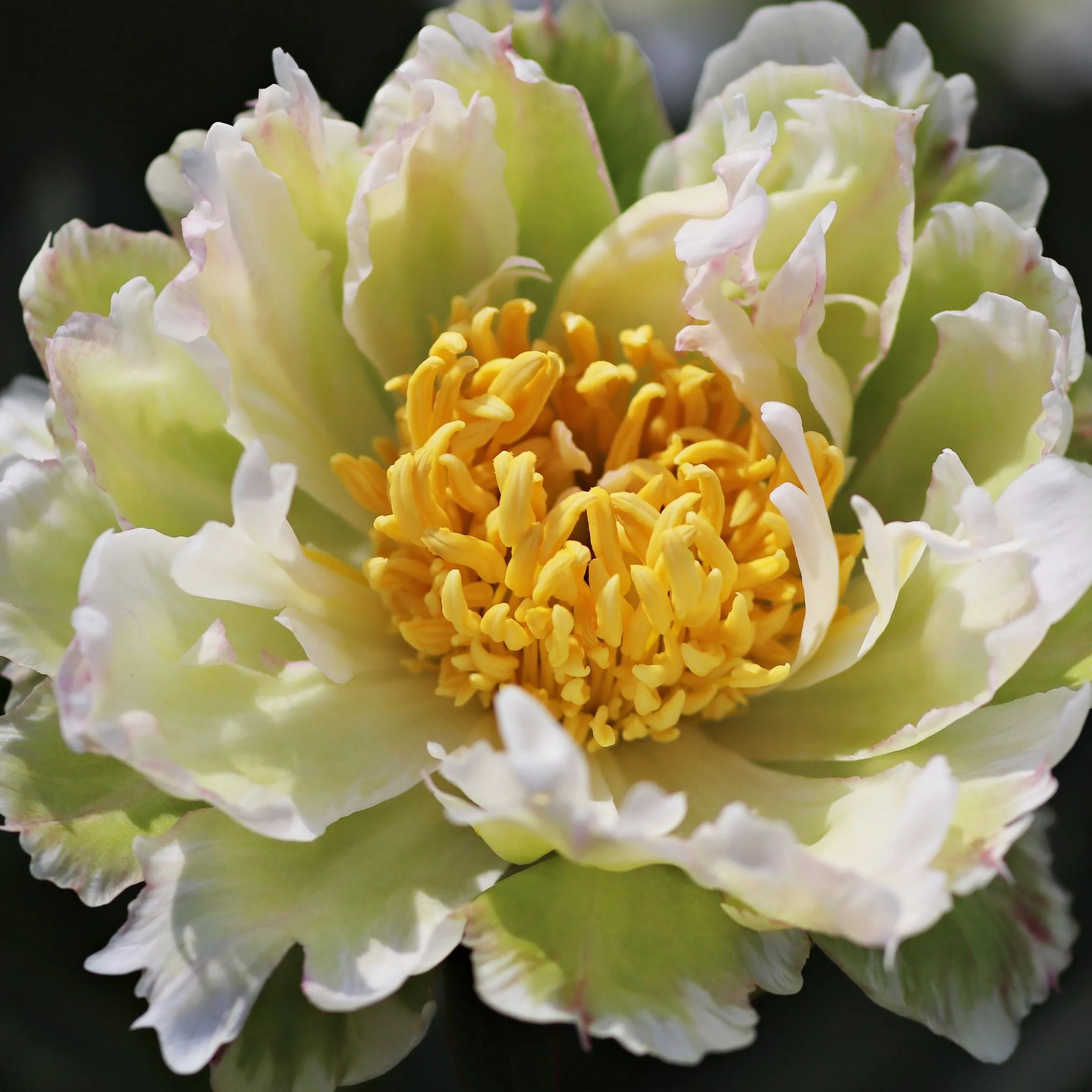 Peony 'Green Lotus'