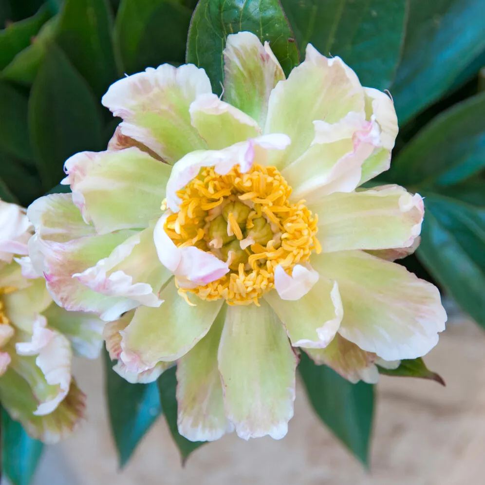Peony 'Green Lotus'
