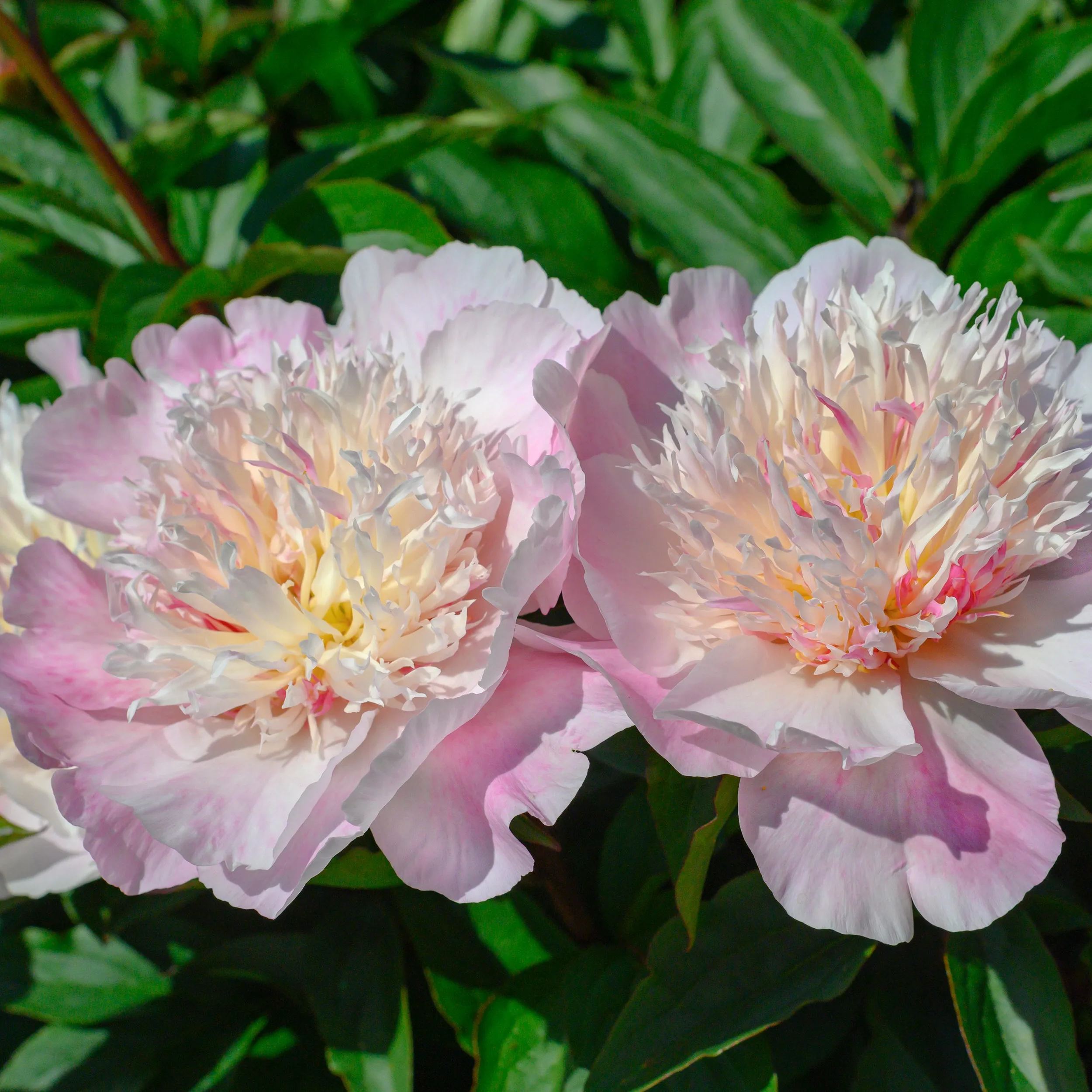 Peony 'Do Tell'
