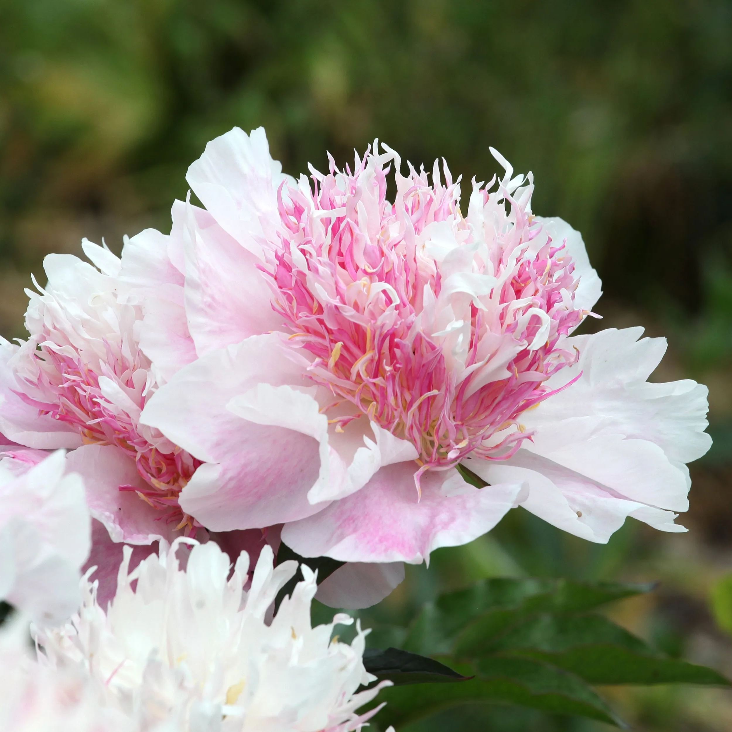 Peony 'Do Tell'