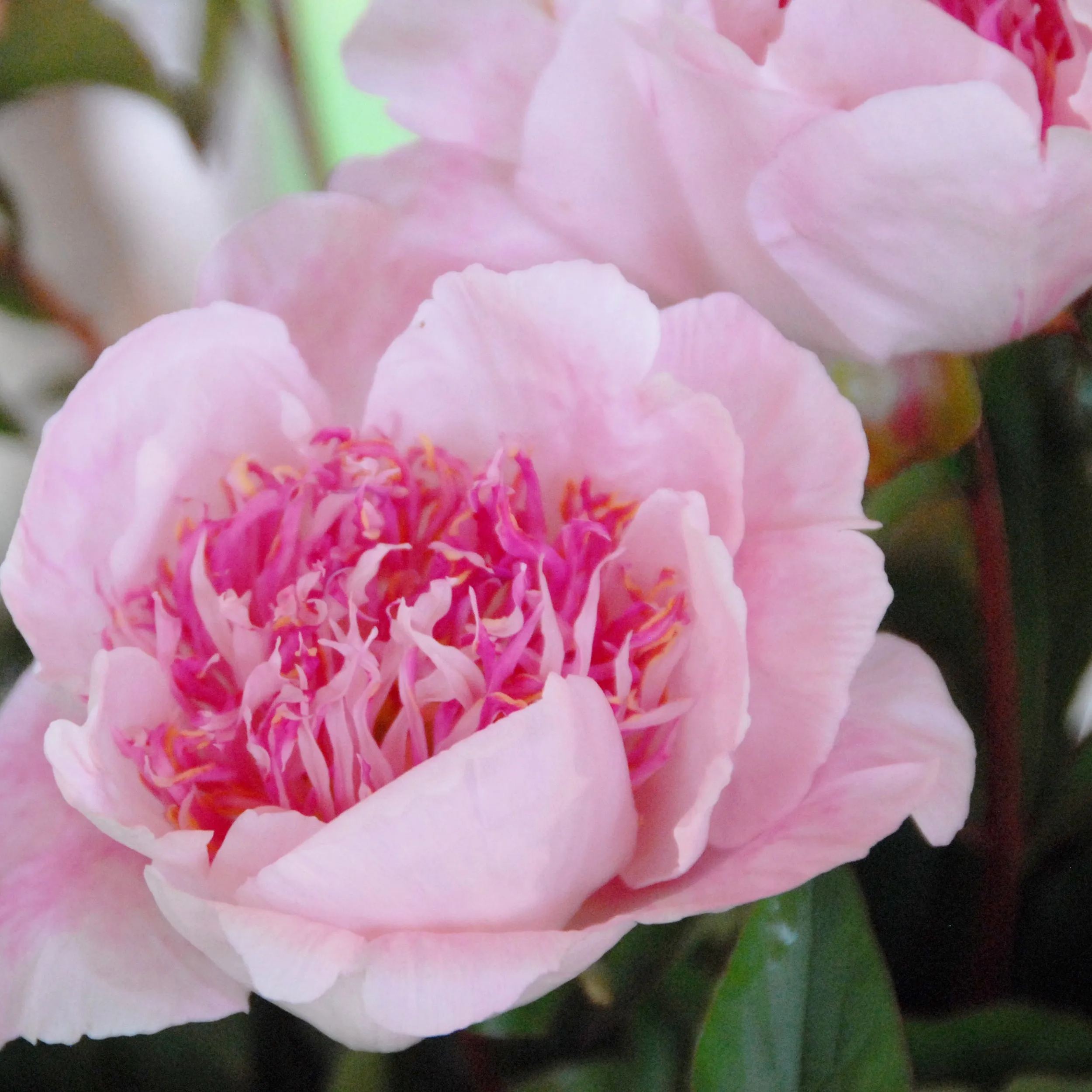 Peony 'Do Tell'