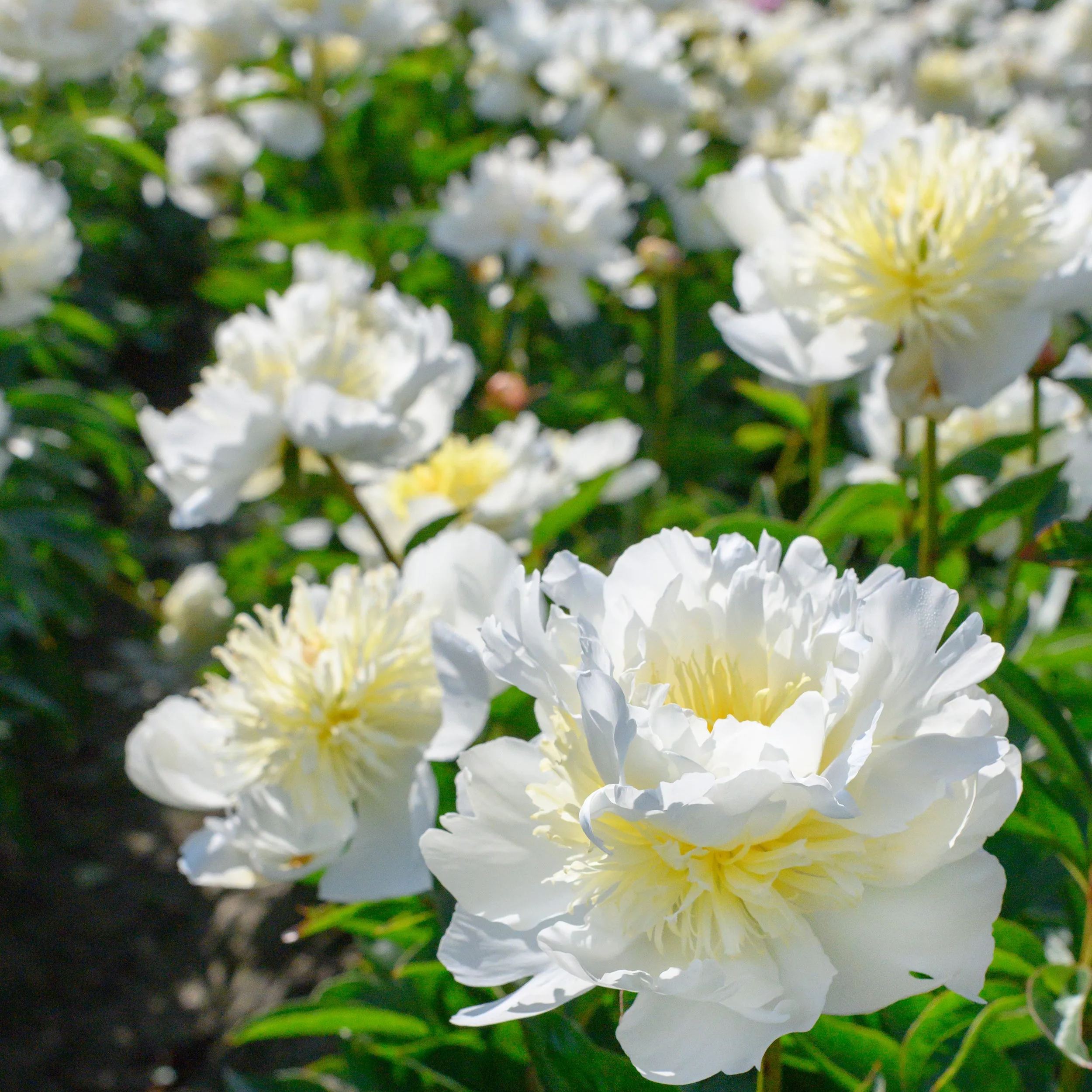 Peony 'Bridal Shower'