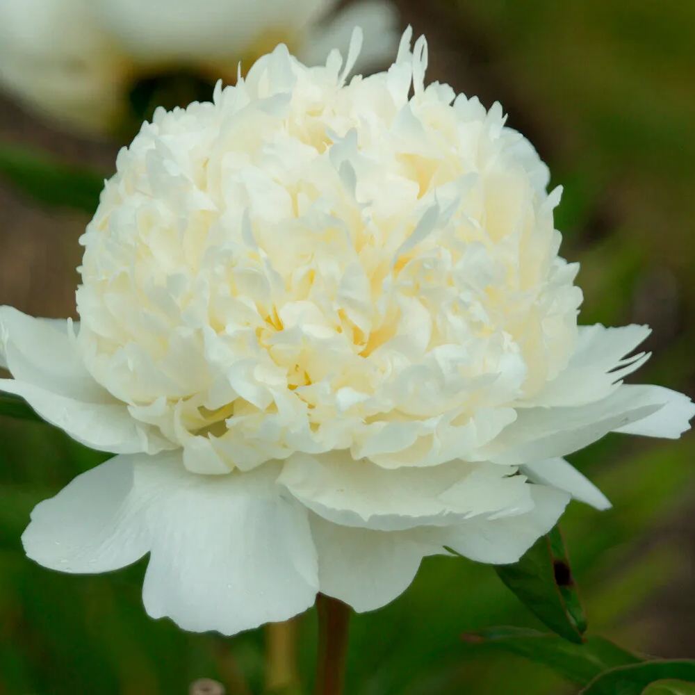 Peony 'Bridal Shower'