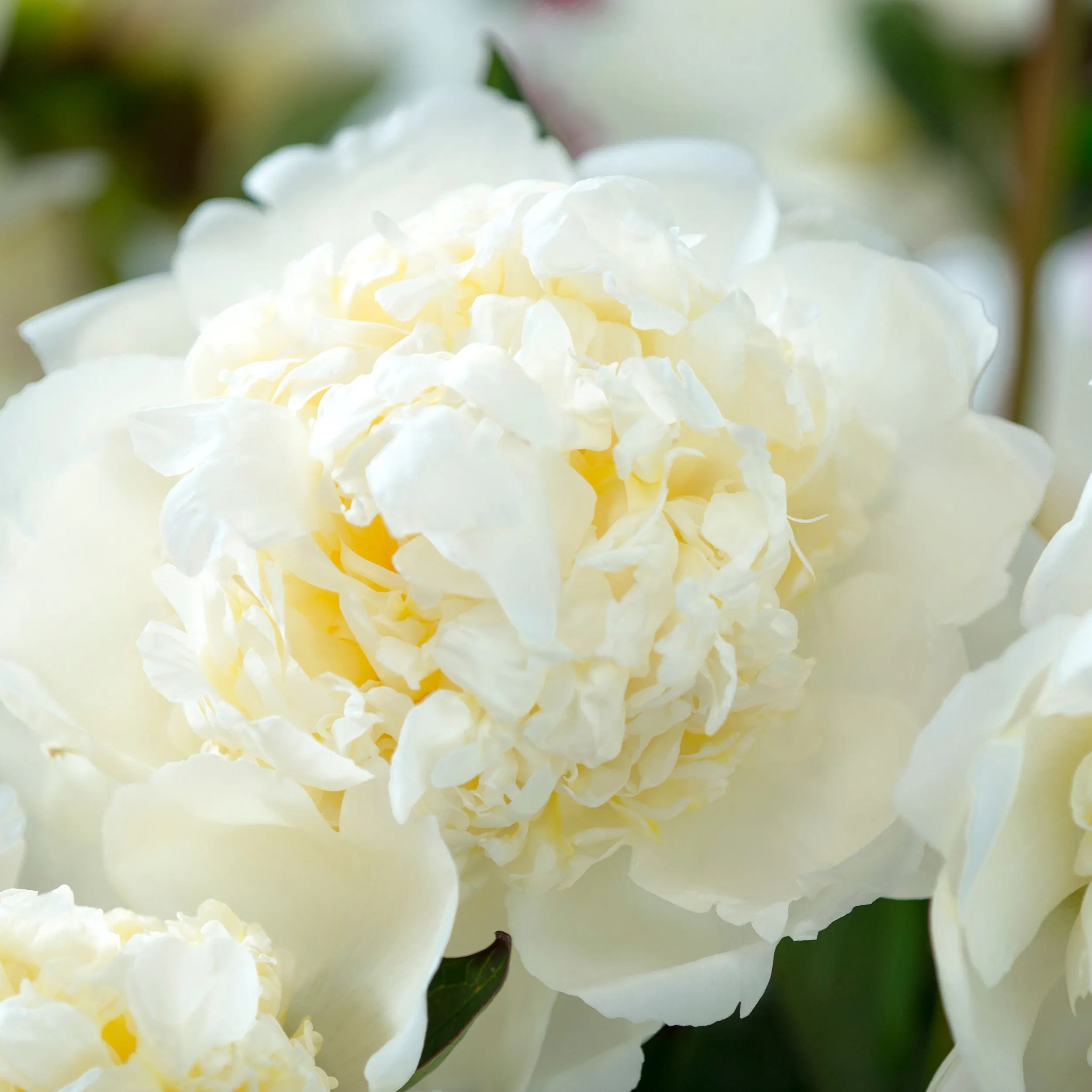 Peony 'Bridal Shower'
