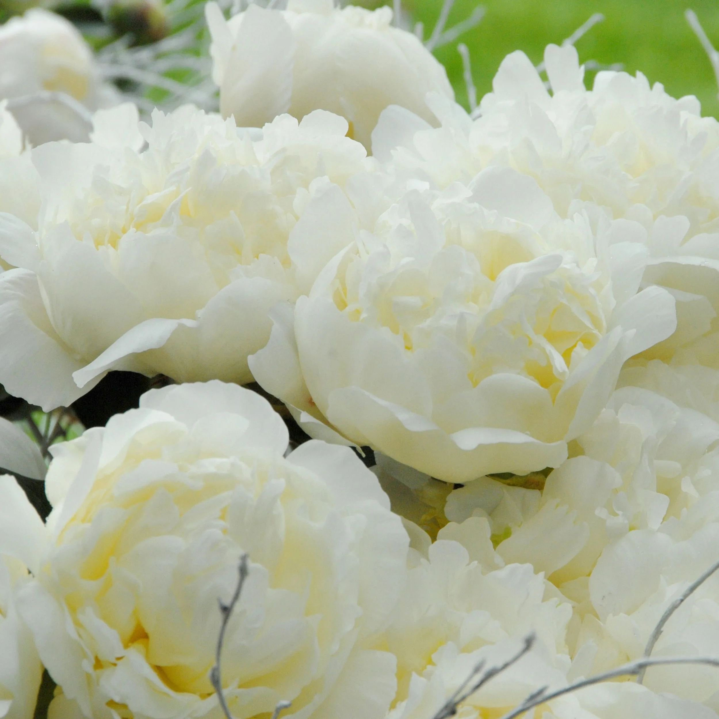Peony 'Bridal Shower'