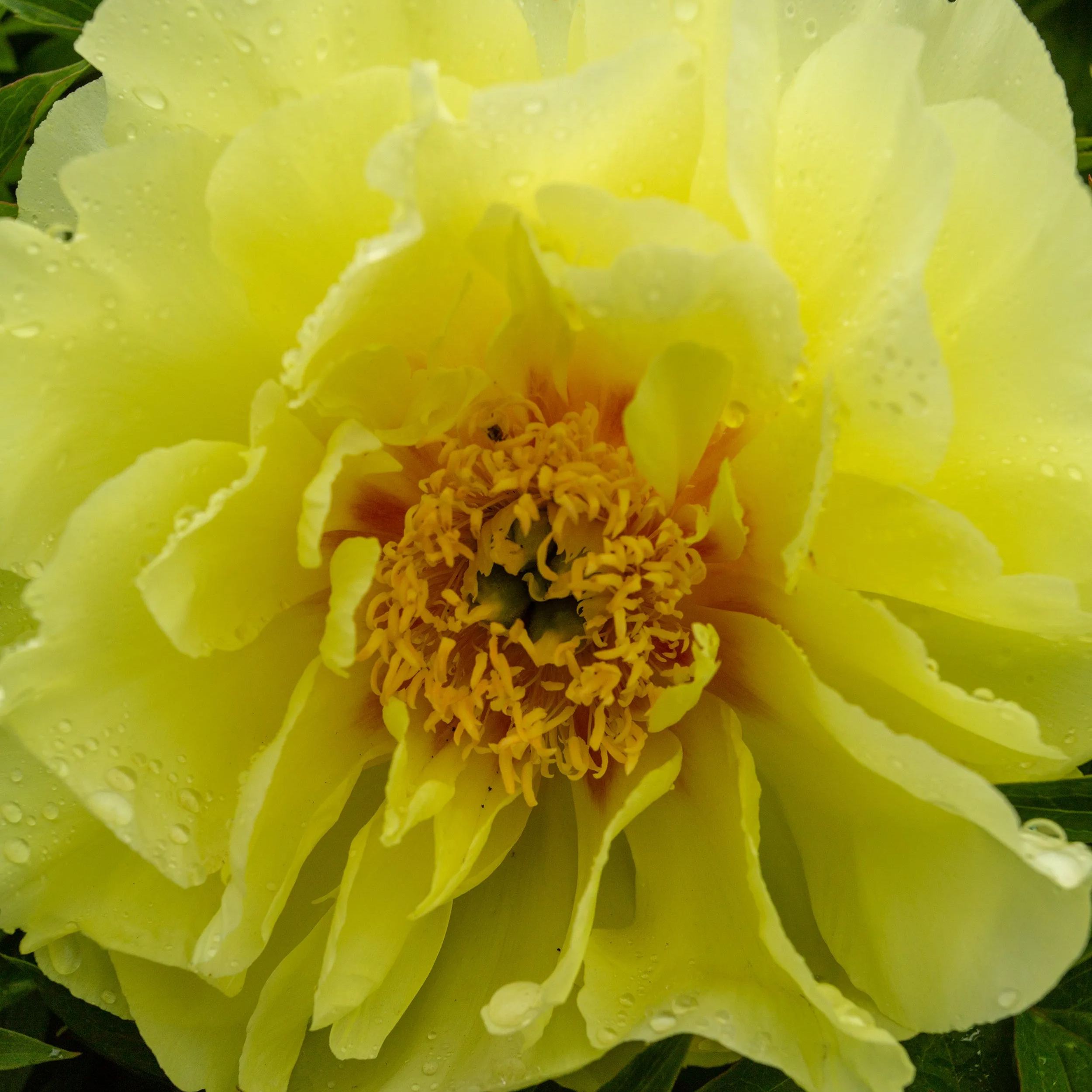 Peony 'Sonoma Halo'