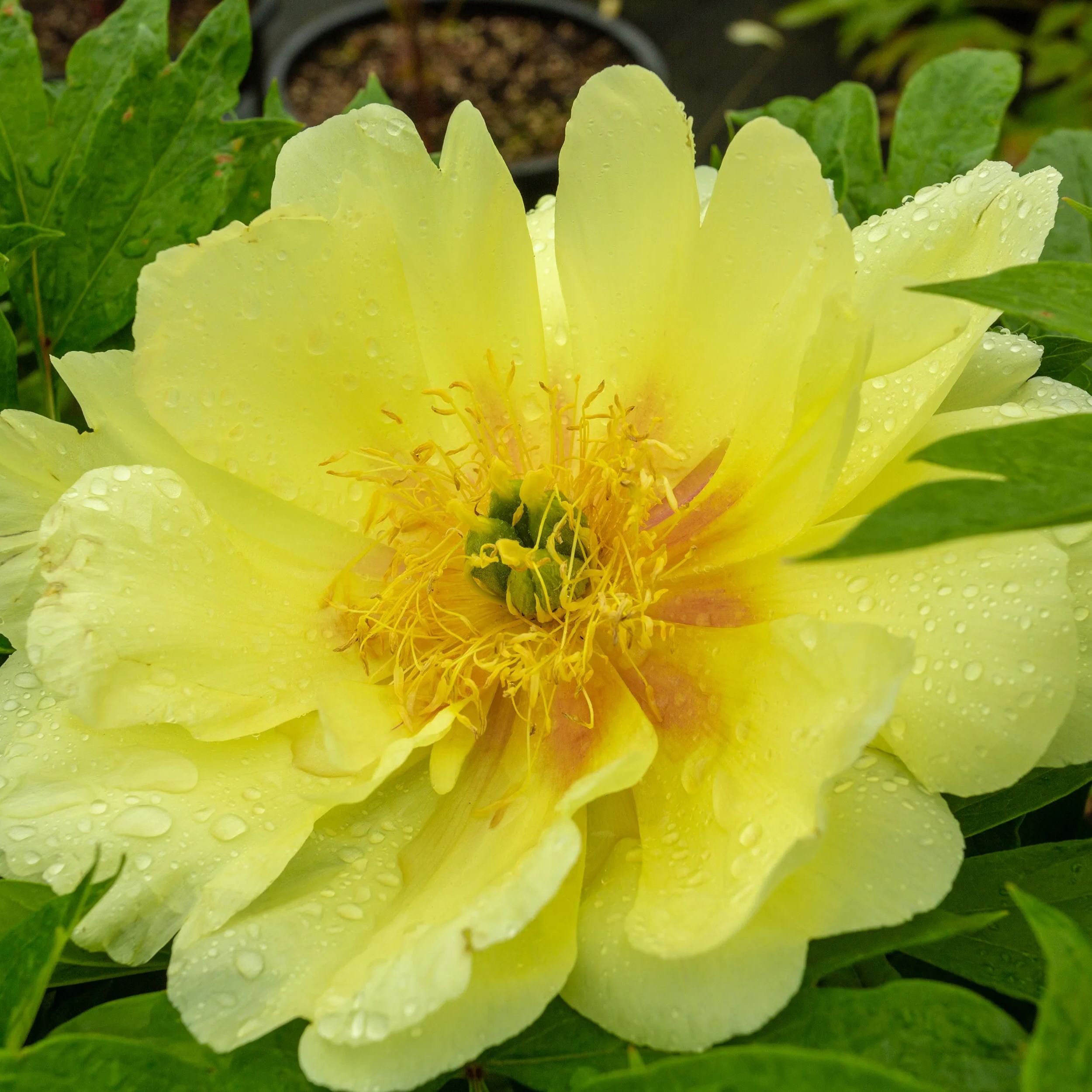 Peony 'Sonoma Halo'