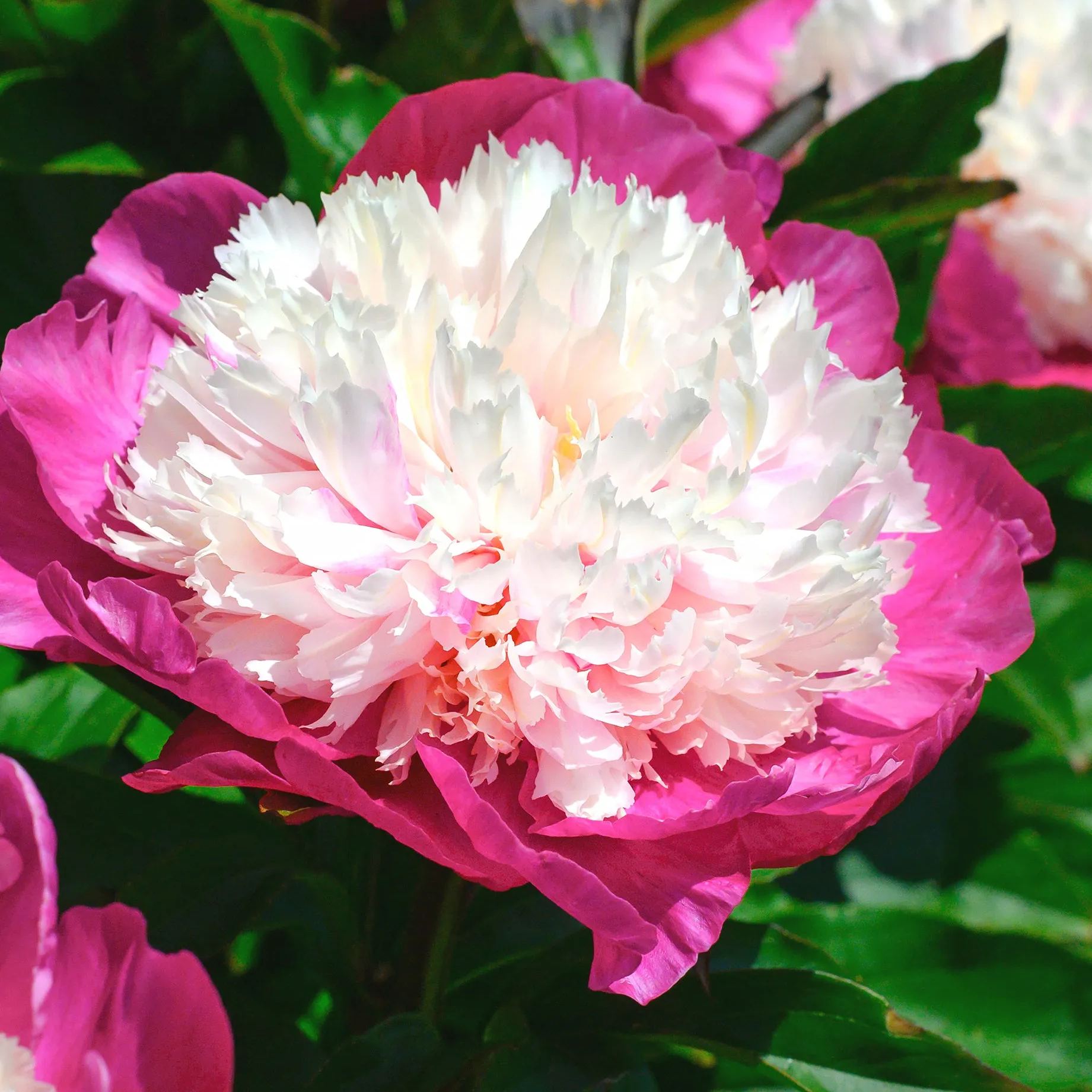 Peony 'White Cap'