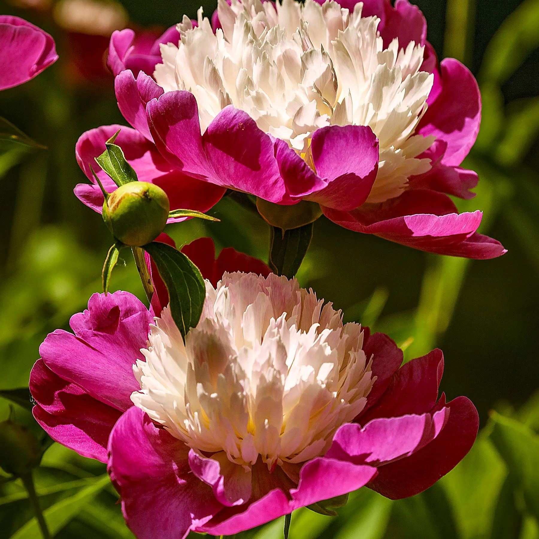 Peony 'White Cap'