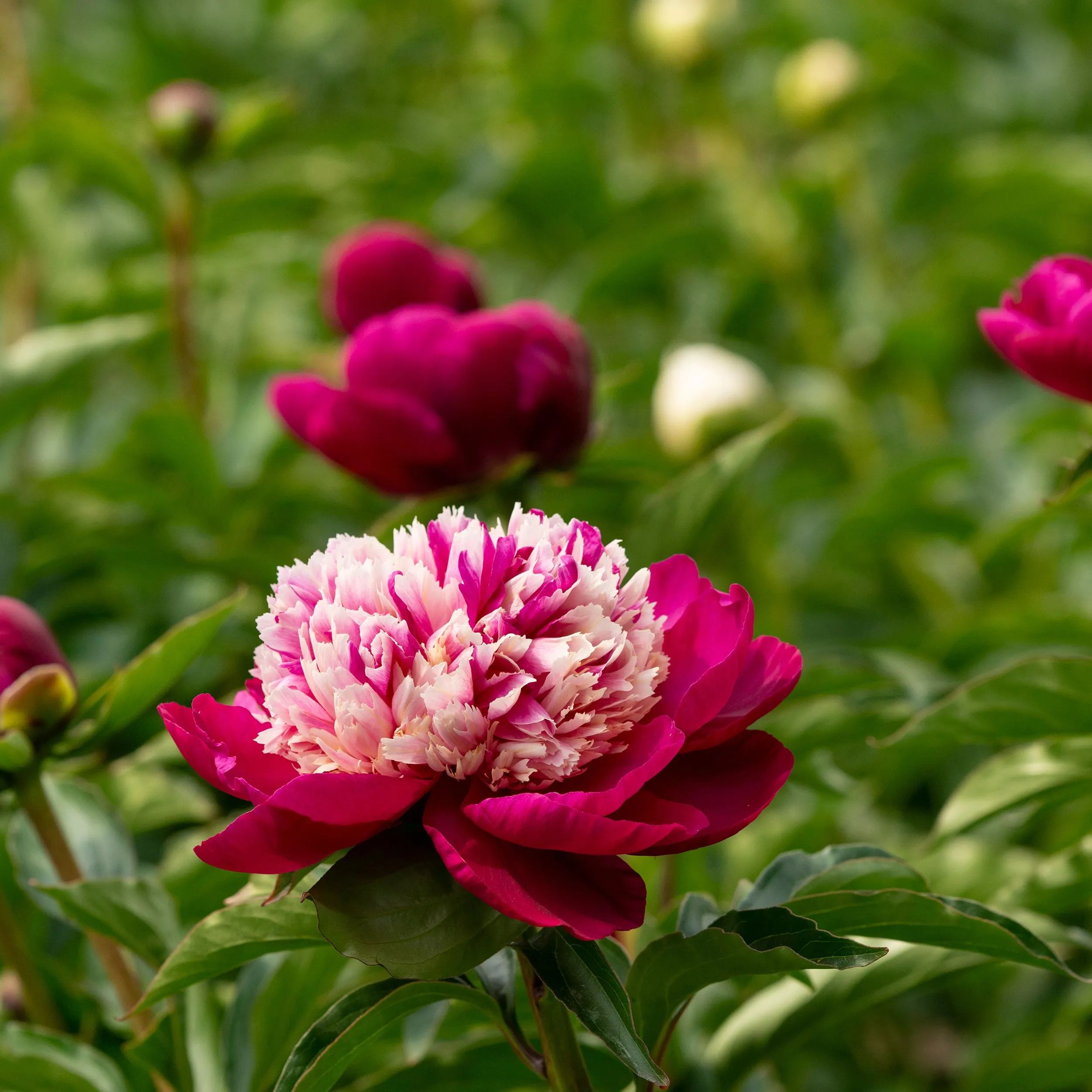 Peony 'White Cap'