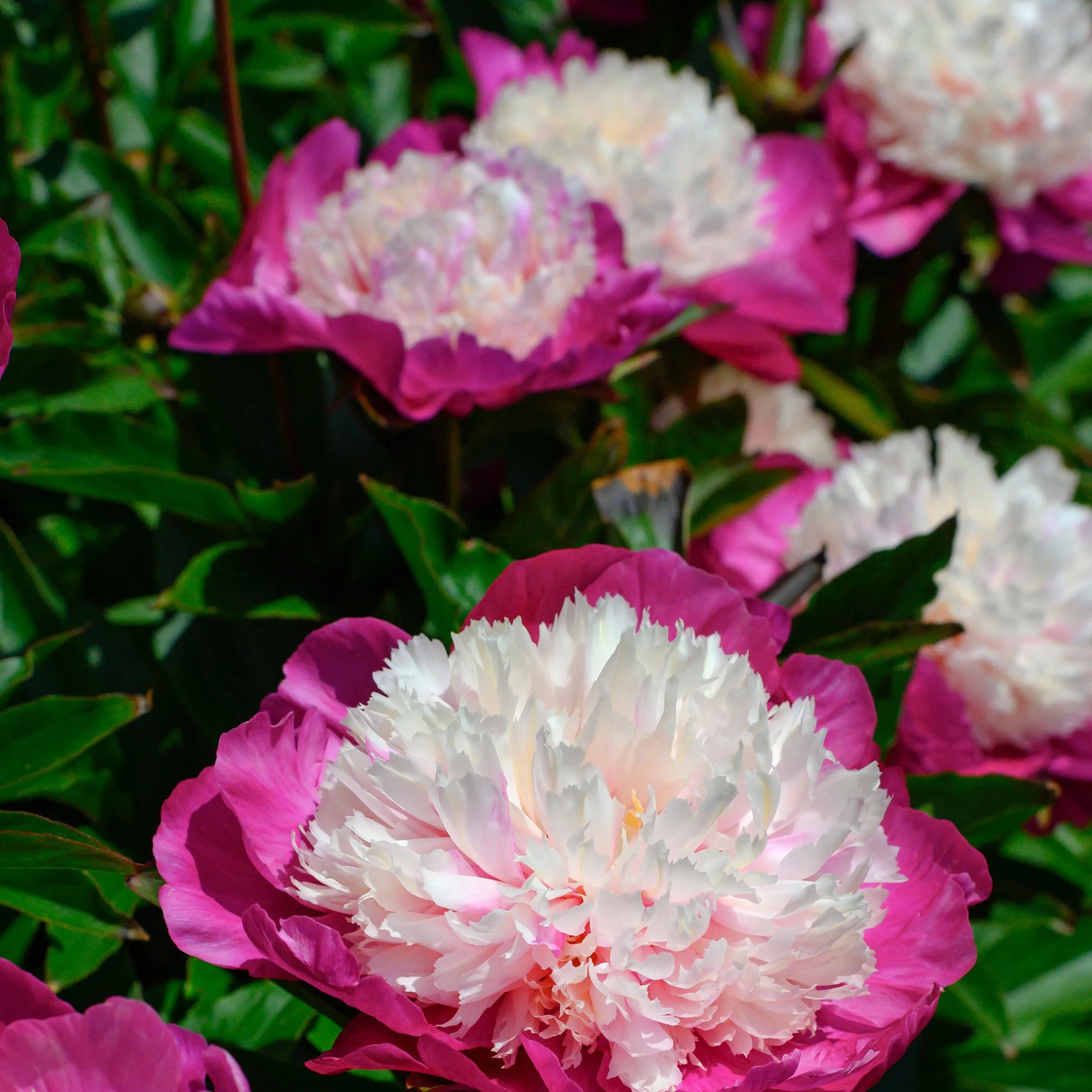 Peony 'White Cap'