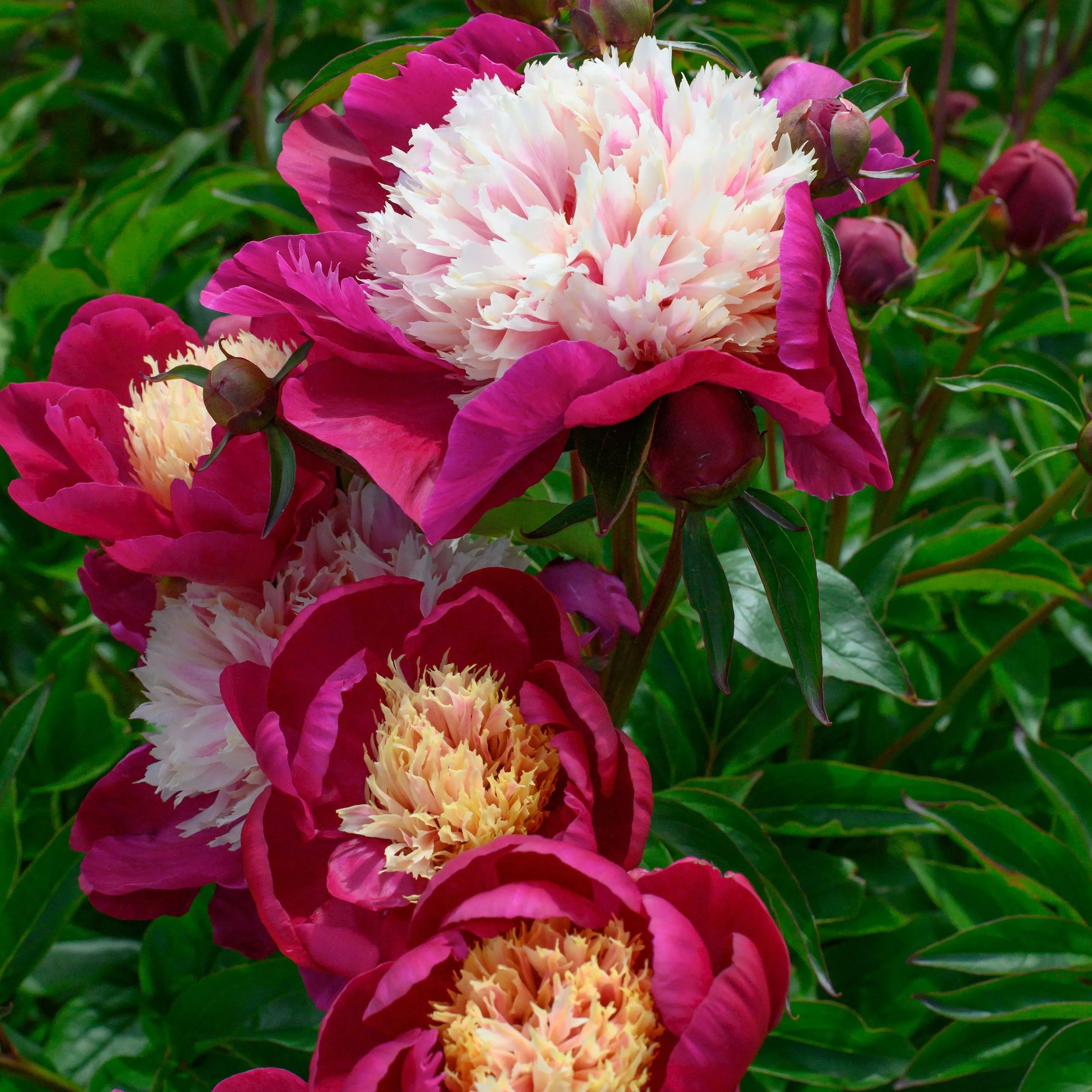Peony 'White Cap'