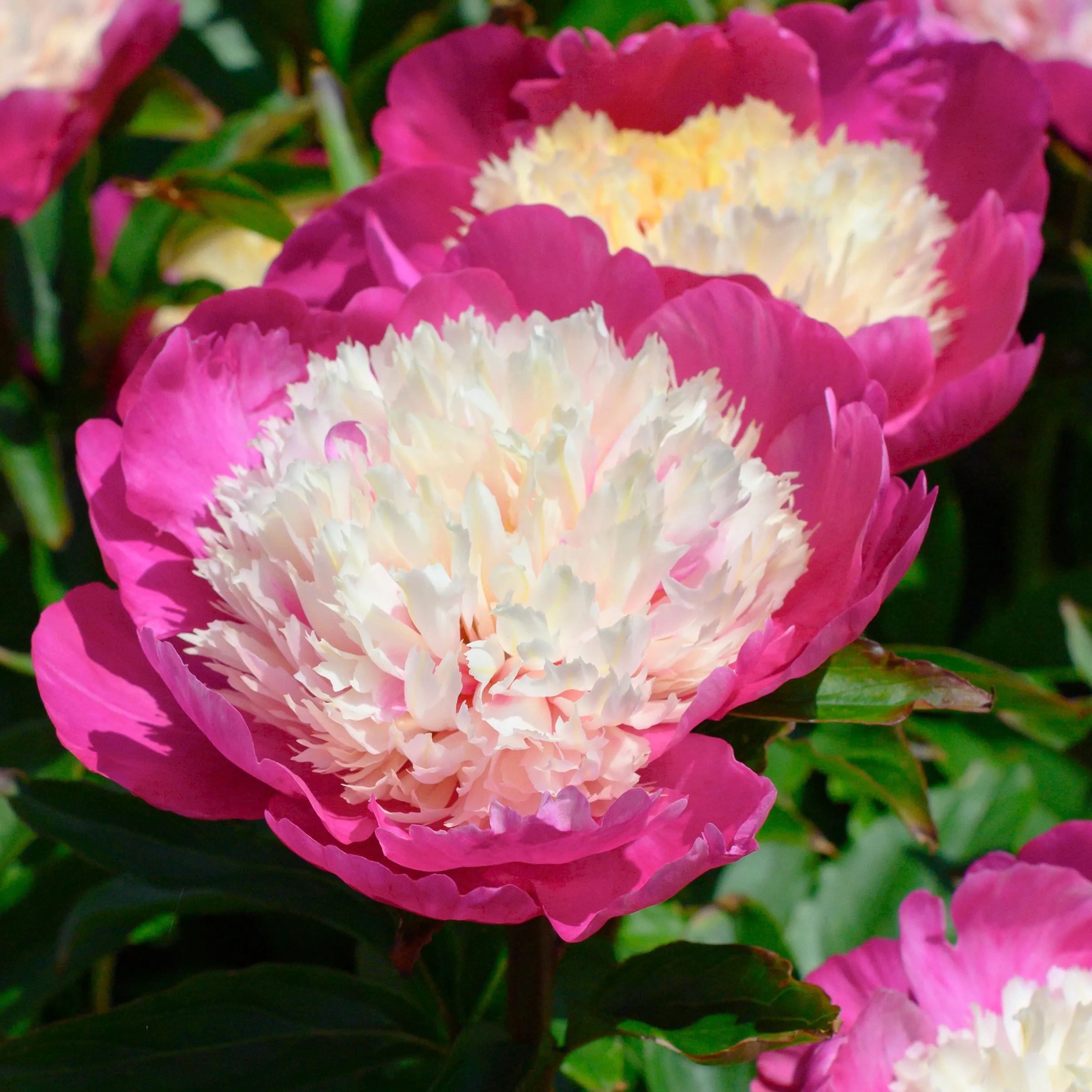Peony 'White Cap'
