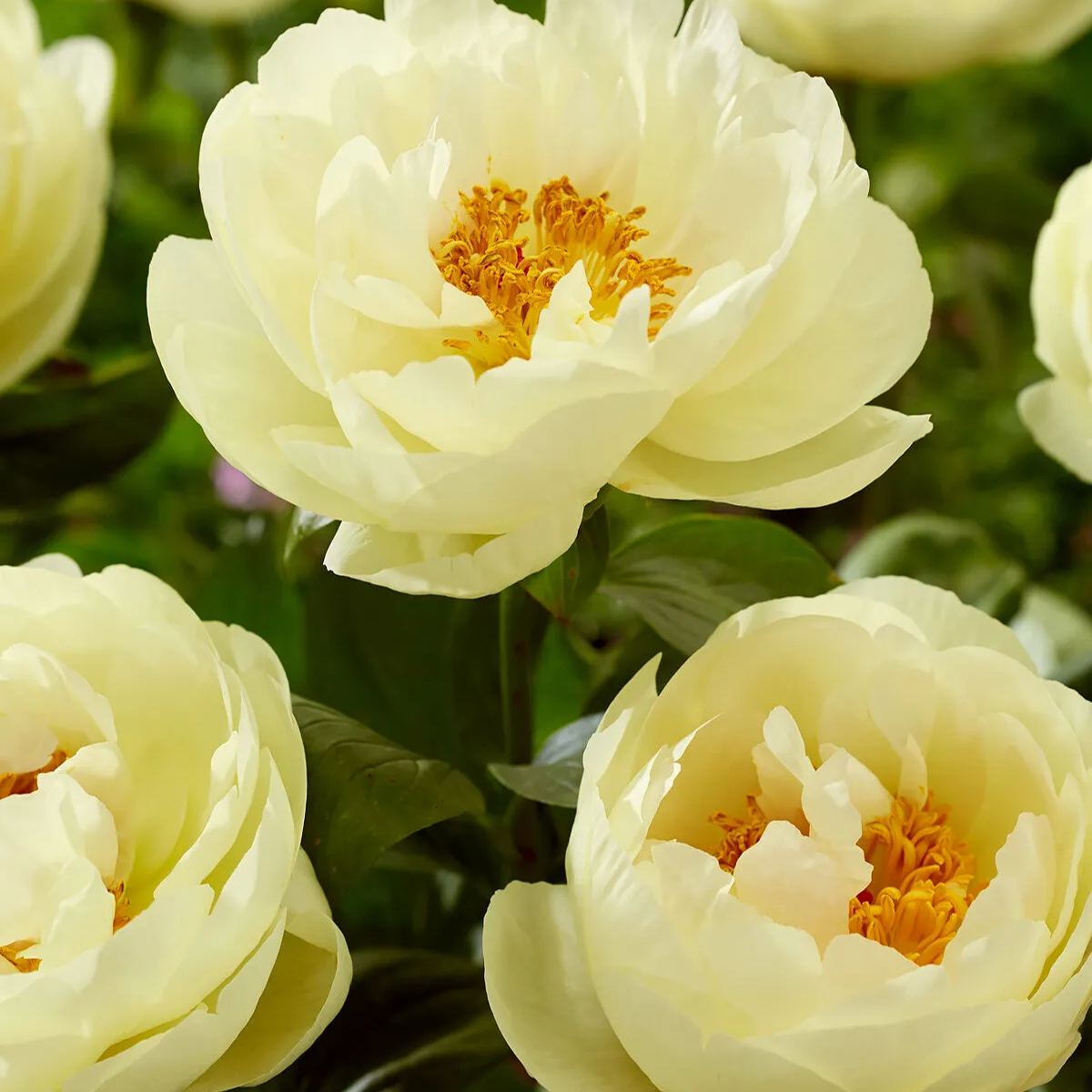 Peony 'Lemon Chiffon'