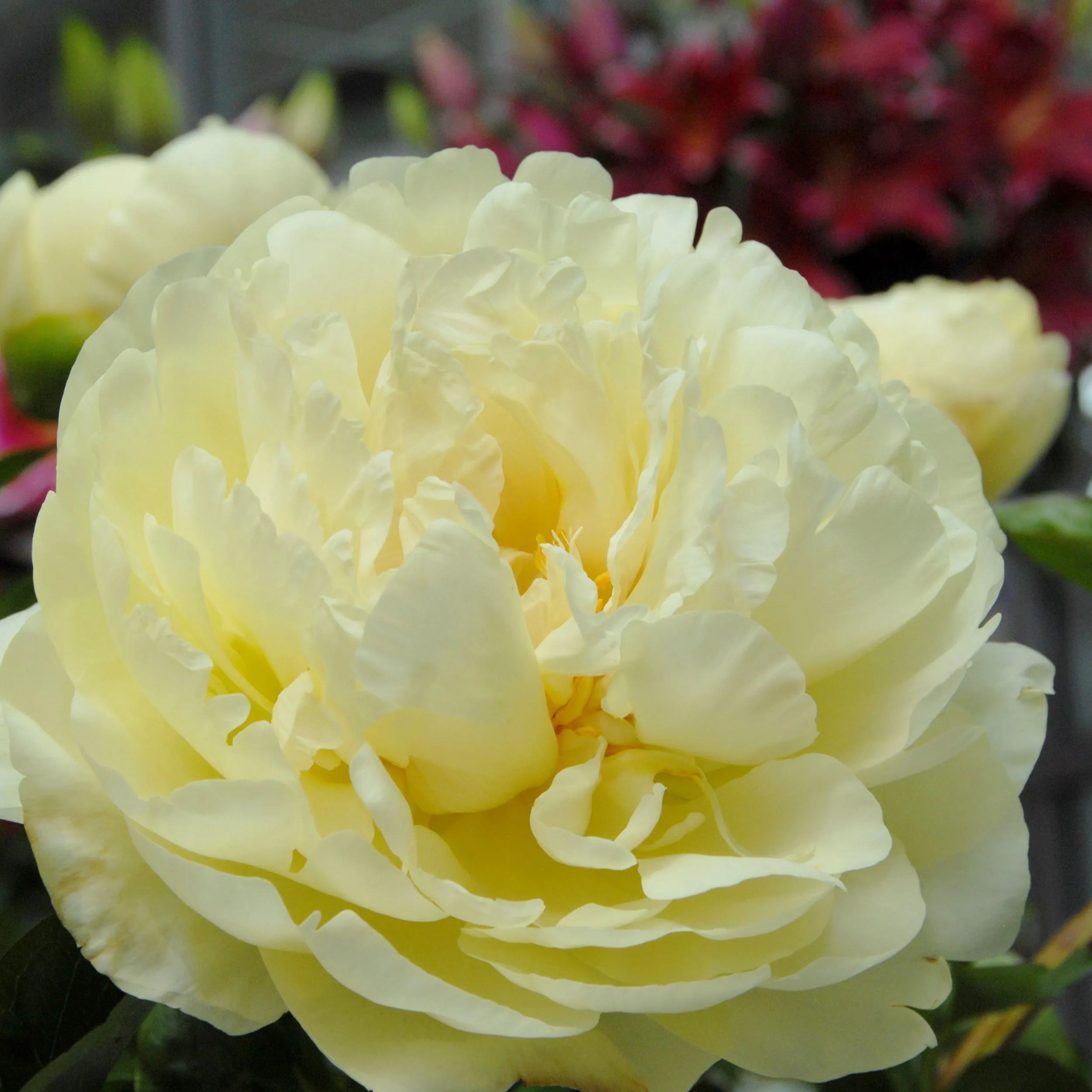 Peony 'Lemon Chiffon'