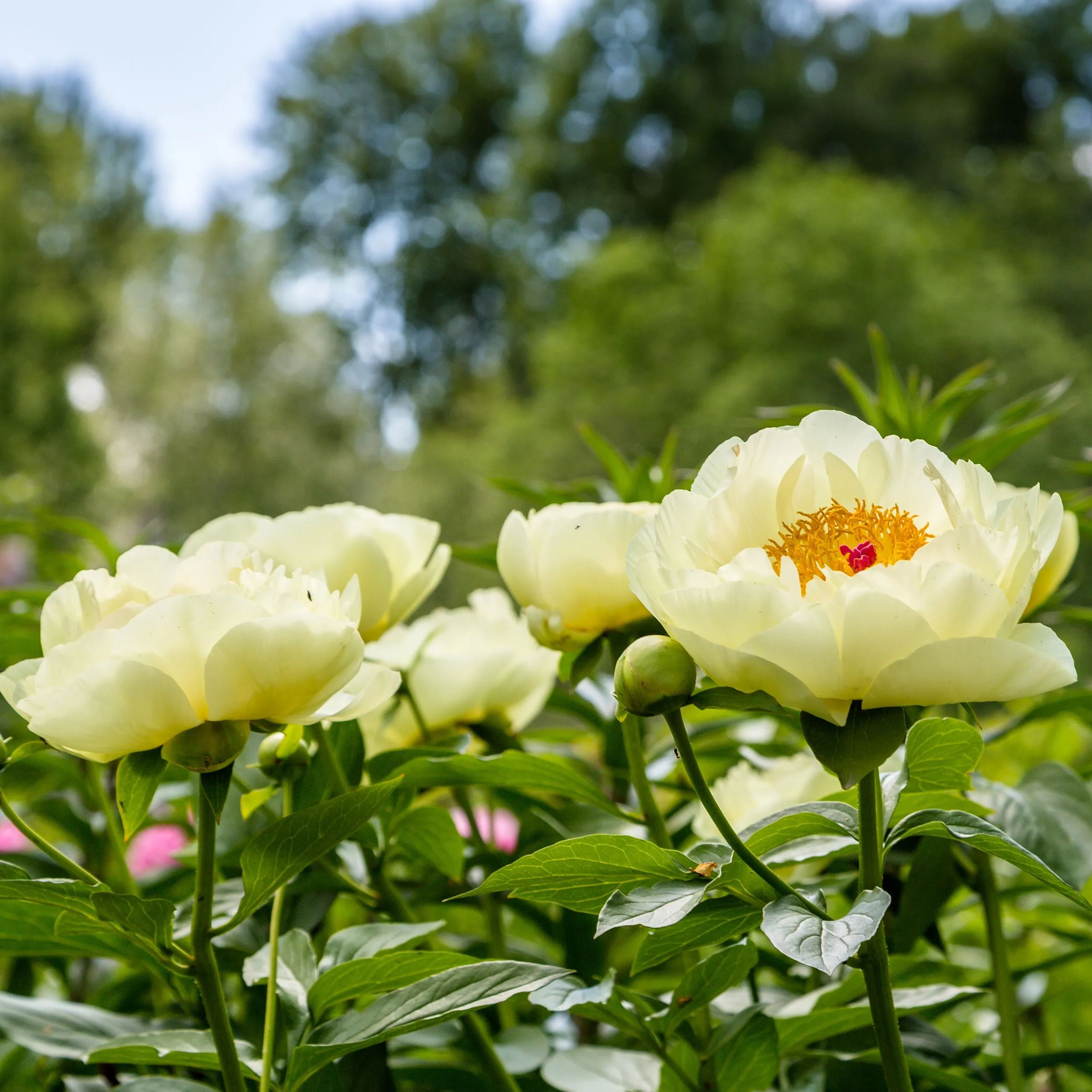 Peony 'Lemon Chiffon'