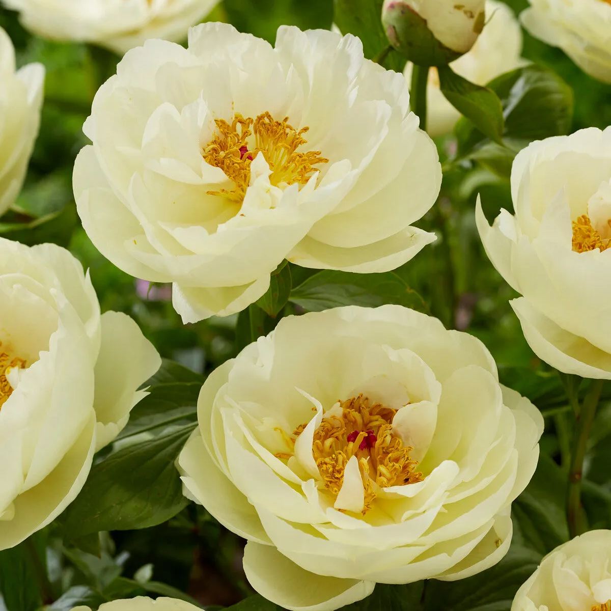Peony 'Lemon Chiffon'