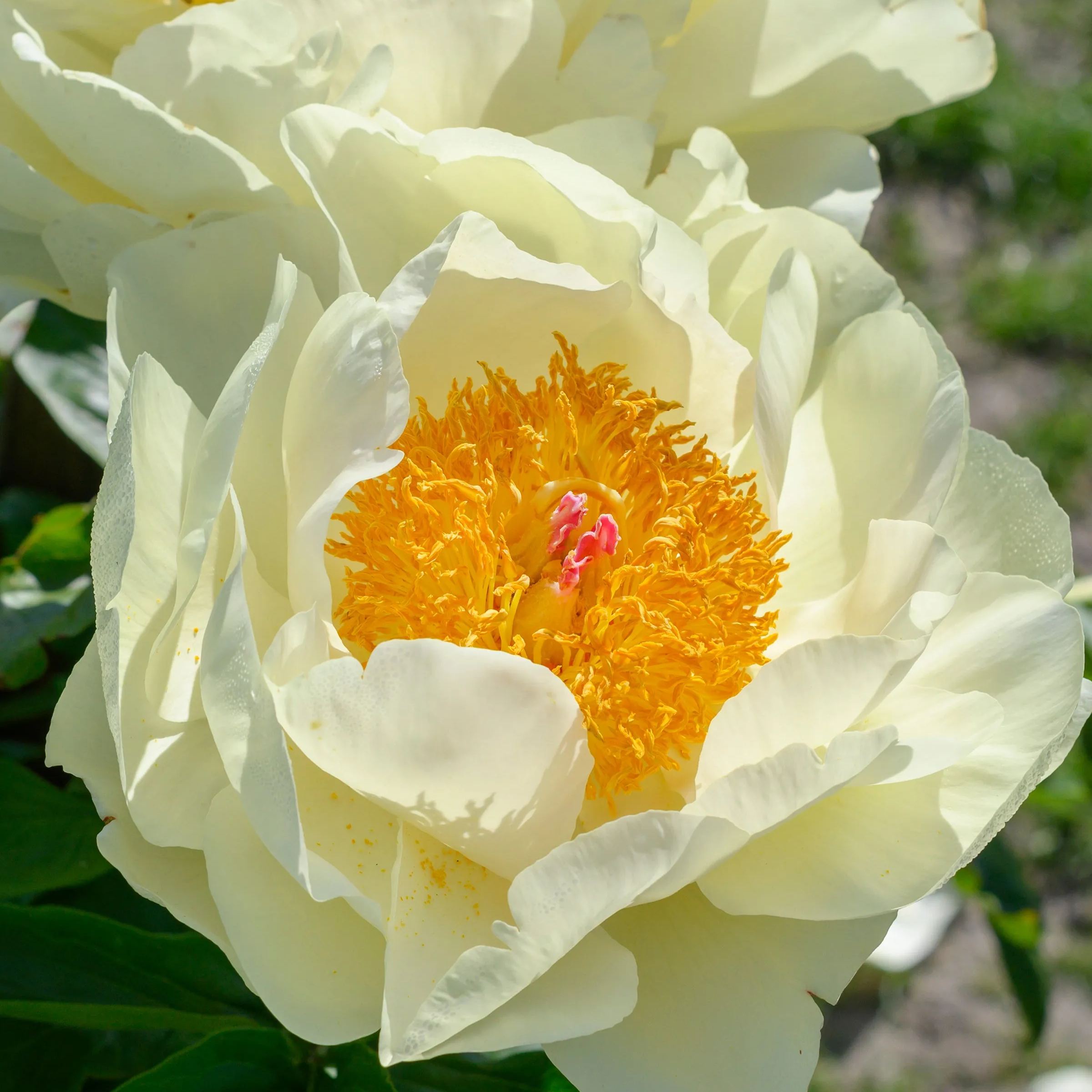 Peony 'Lemon Chiffon'