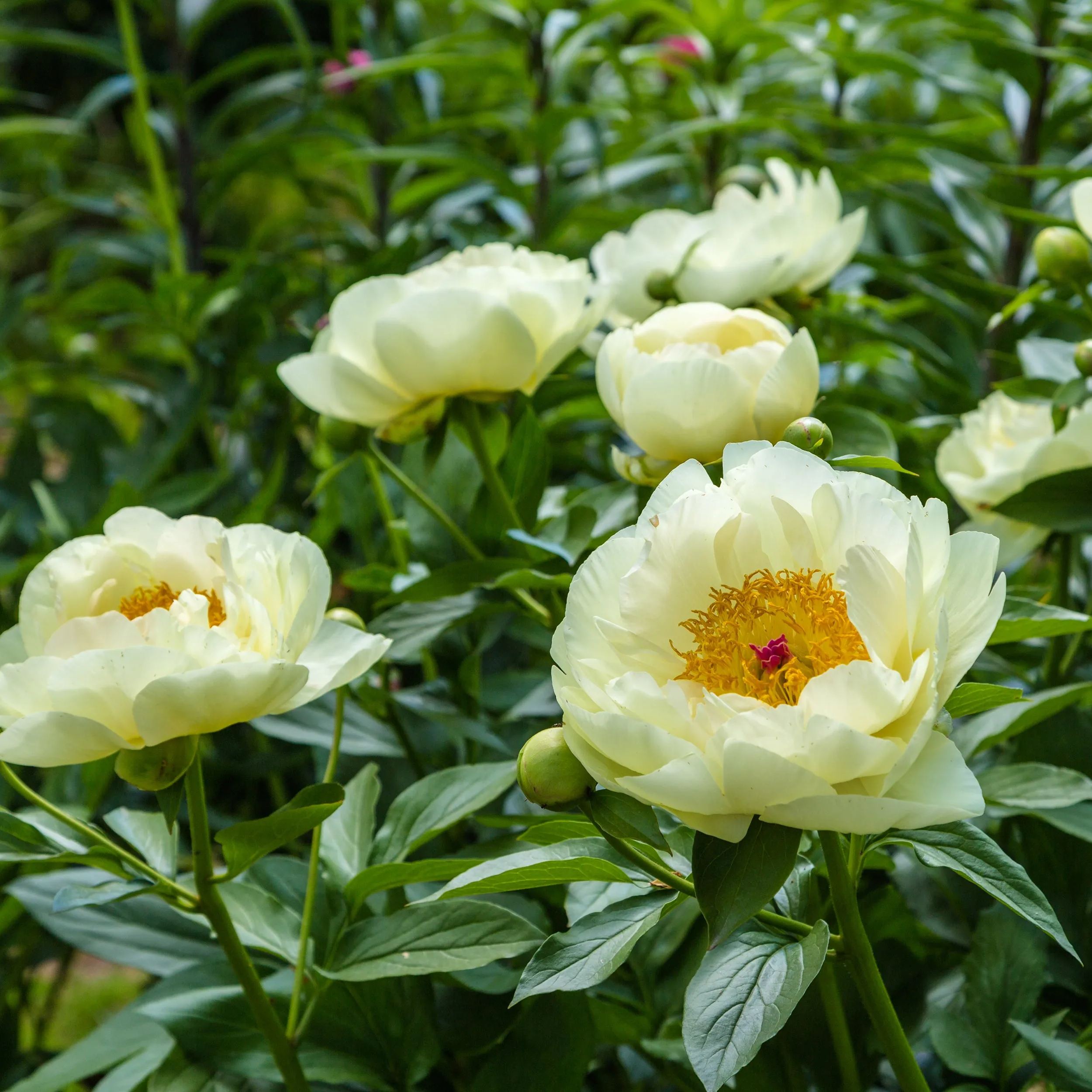Peony 'Lemon Chiffon'