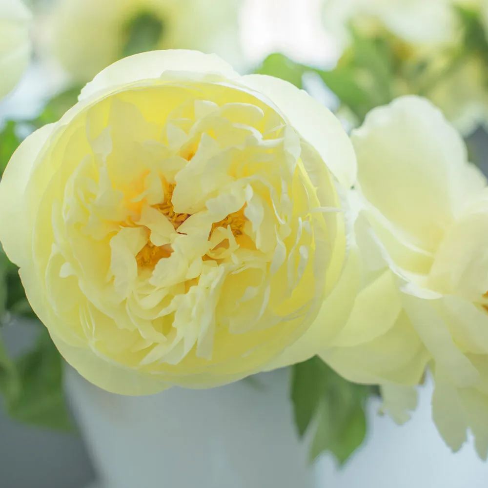 Peony 'Lemon Chiffon'