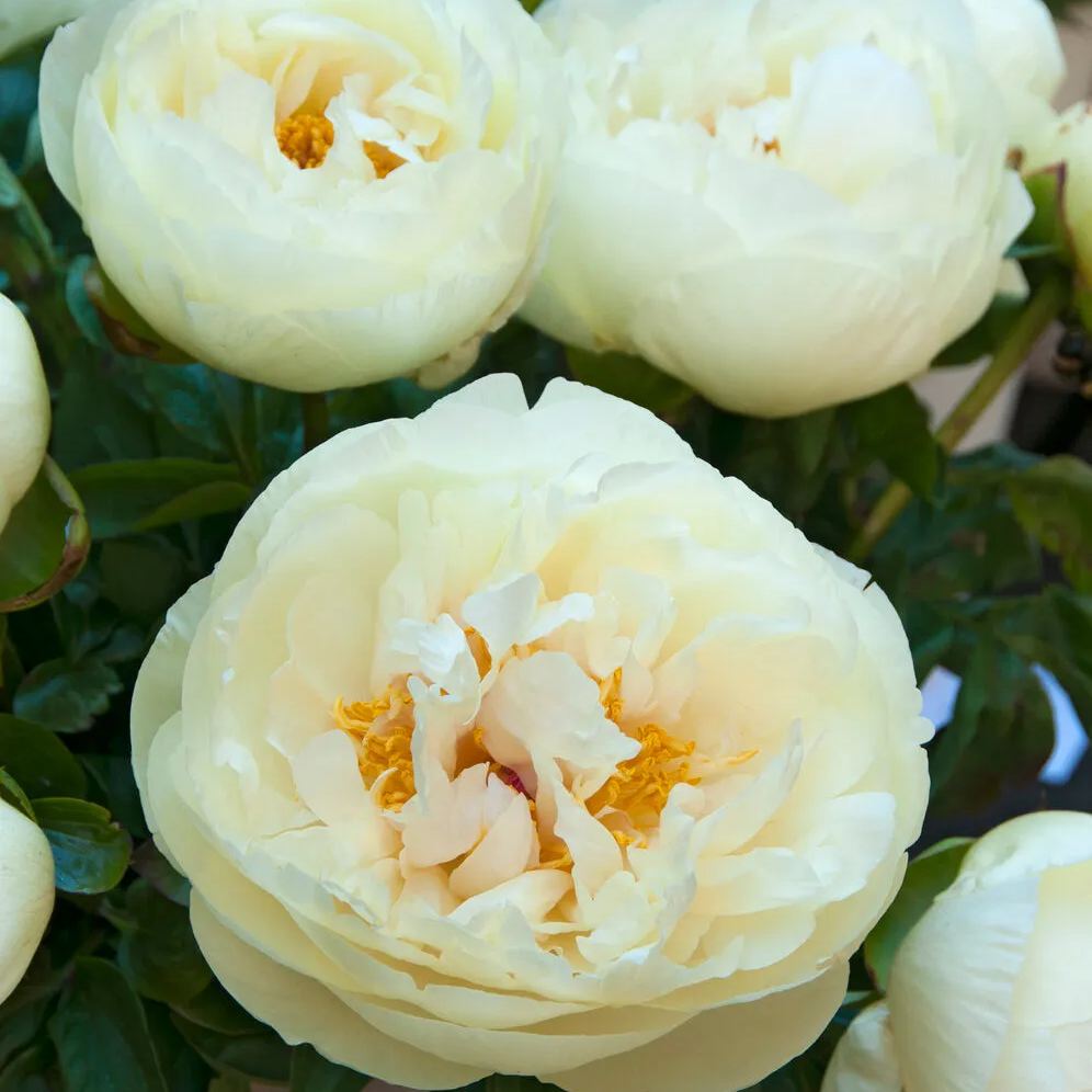 Peony 'Lemon Chiffon'
