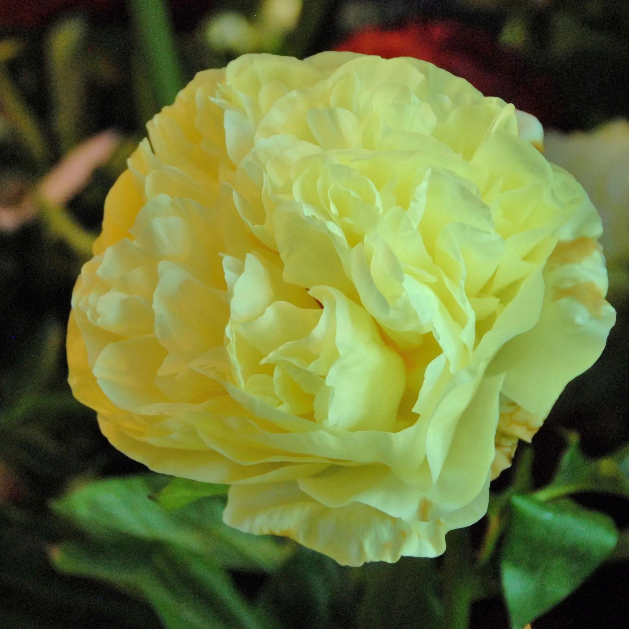 Peony 'Lemon Chiffon'