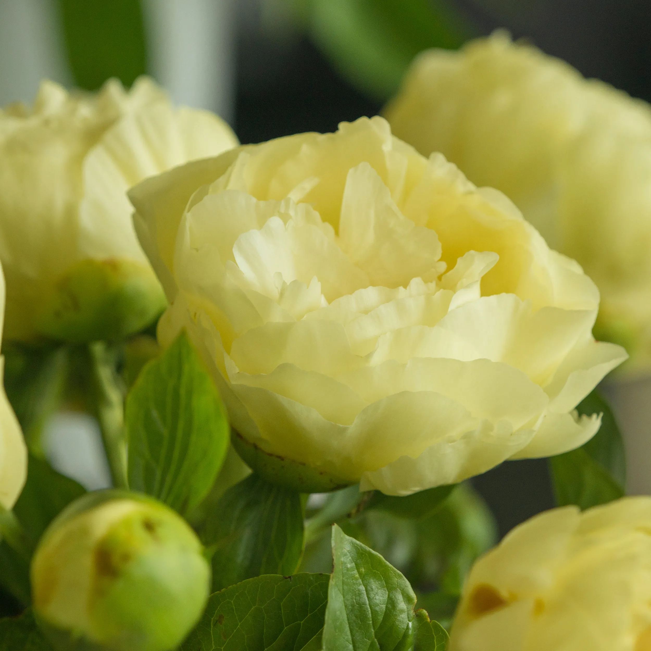 Peony 'Lemon Chiffon'