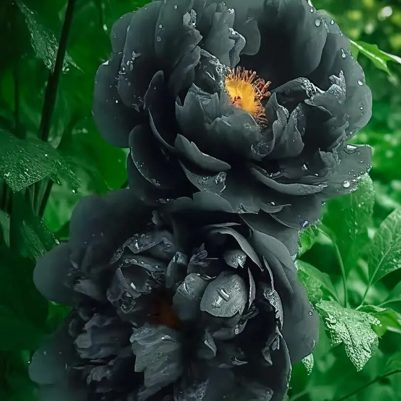 Hot Sale 53% off🚨Rare Blue Enchantress Peony💙Heirloom Seeds