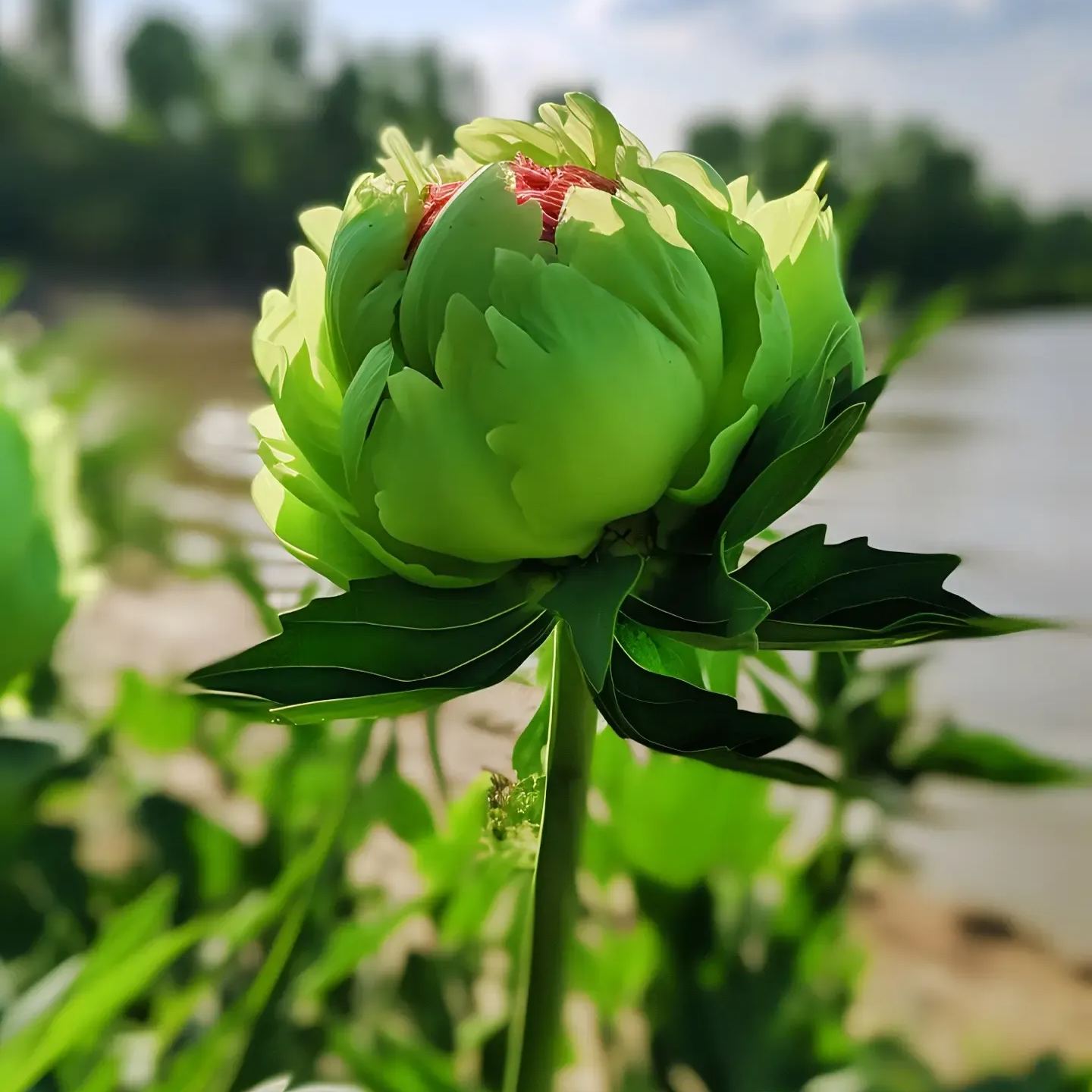 Green peony seeds